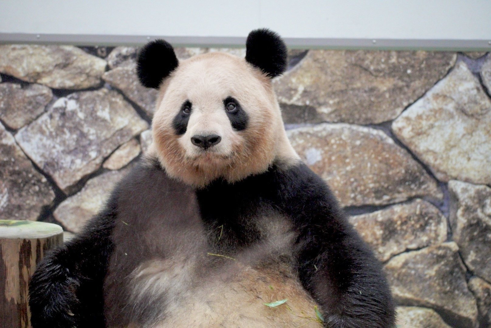 パンダファミリーファン感謝DAY 2nd 参加して来ました｜柚子