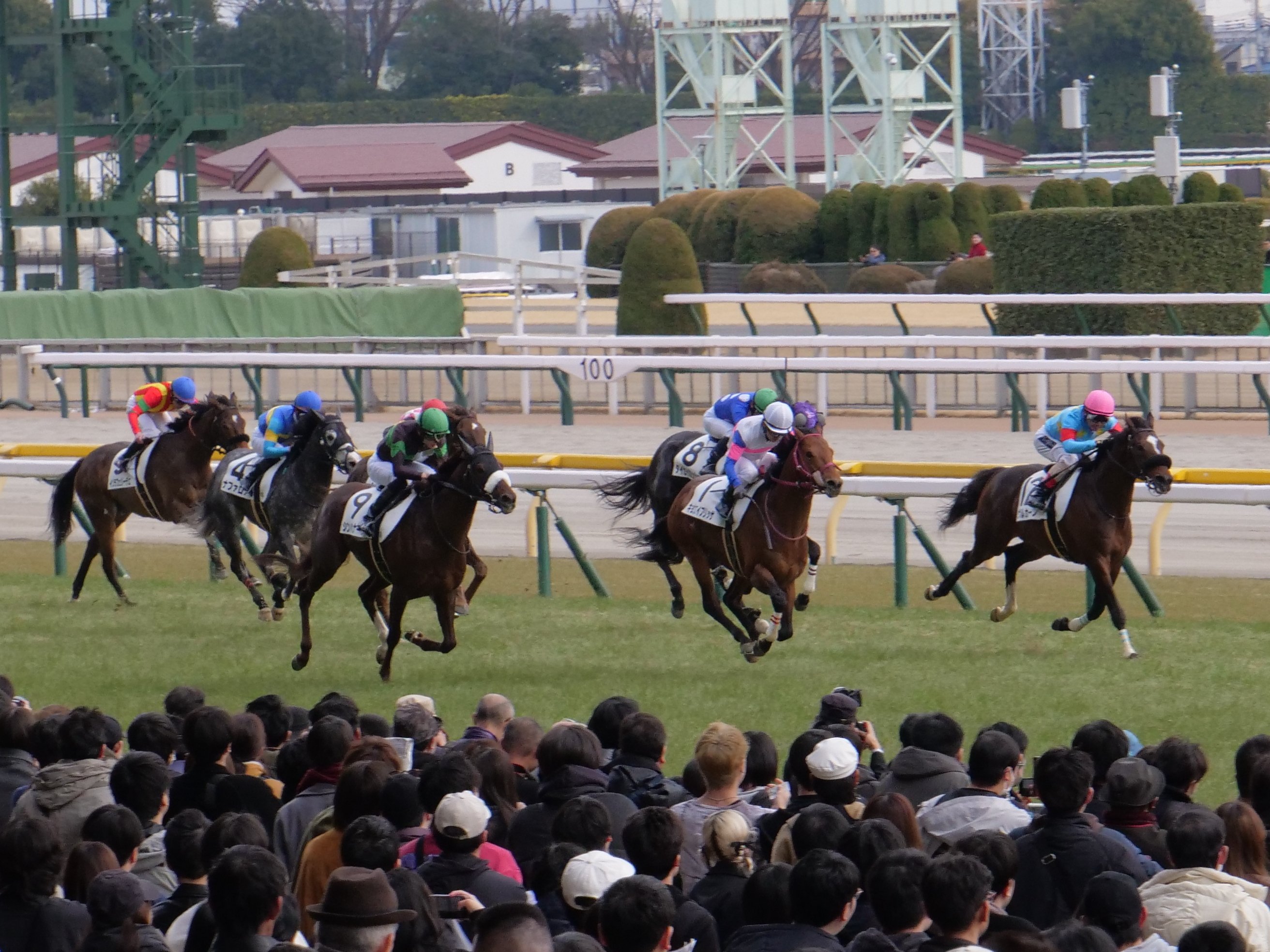 旅行記】カメラ好きが初めて競馬をして思ったこと｜プラナリア
