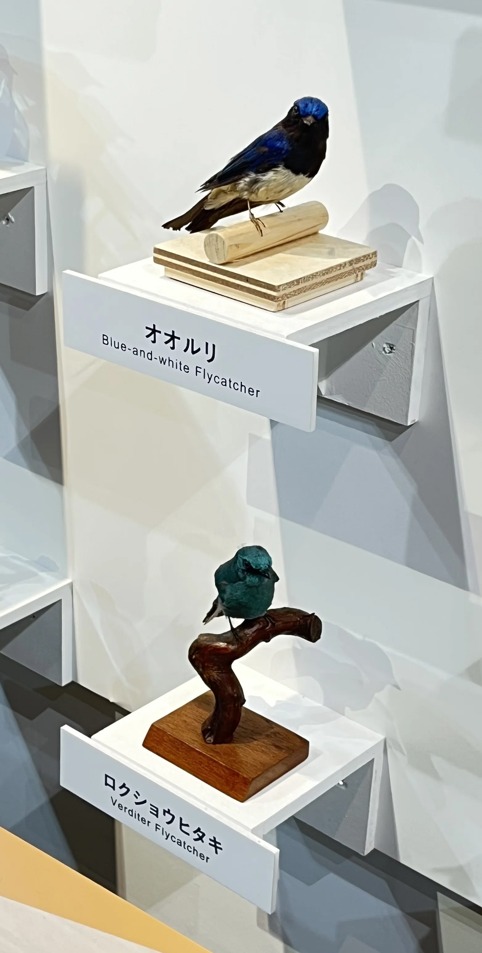 おでかけ日記】『特別展「鳥」』に行ってきました！｜岡亭みゆ