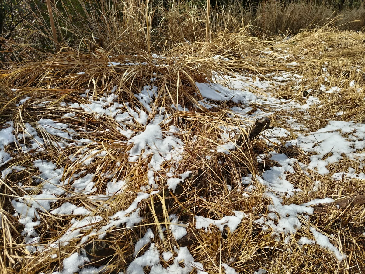 大丸山中腹の記念植樹に向けて。｜SATマサ