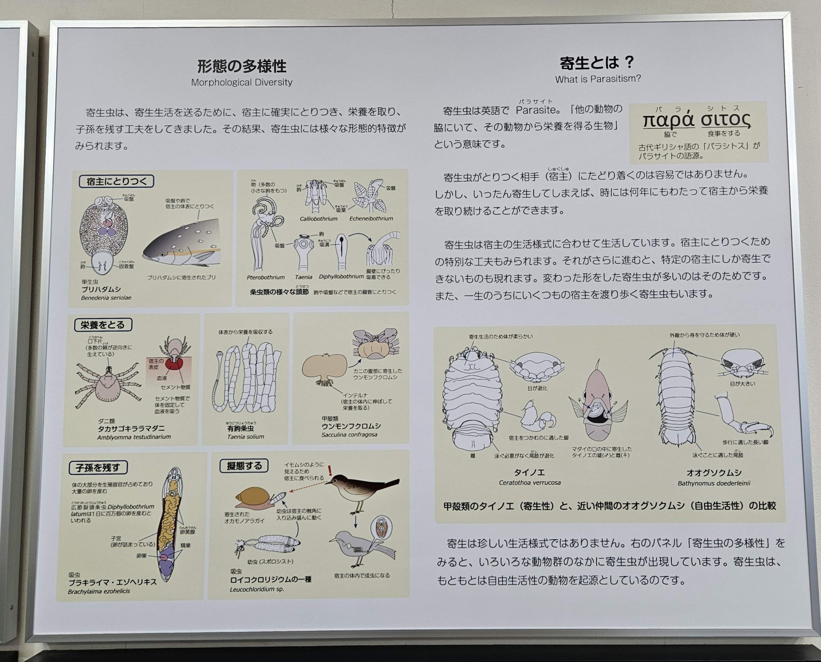 全国自然博物館の旅【58】目黒寄生虫館（閲覧注意）｜美原さつき