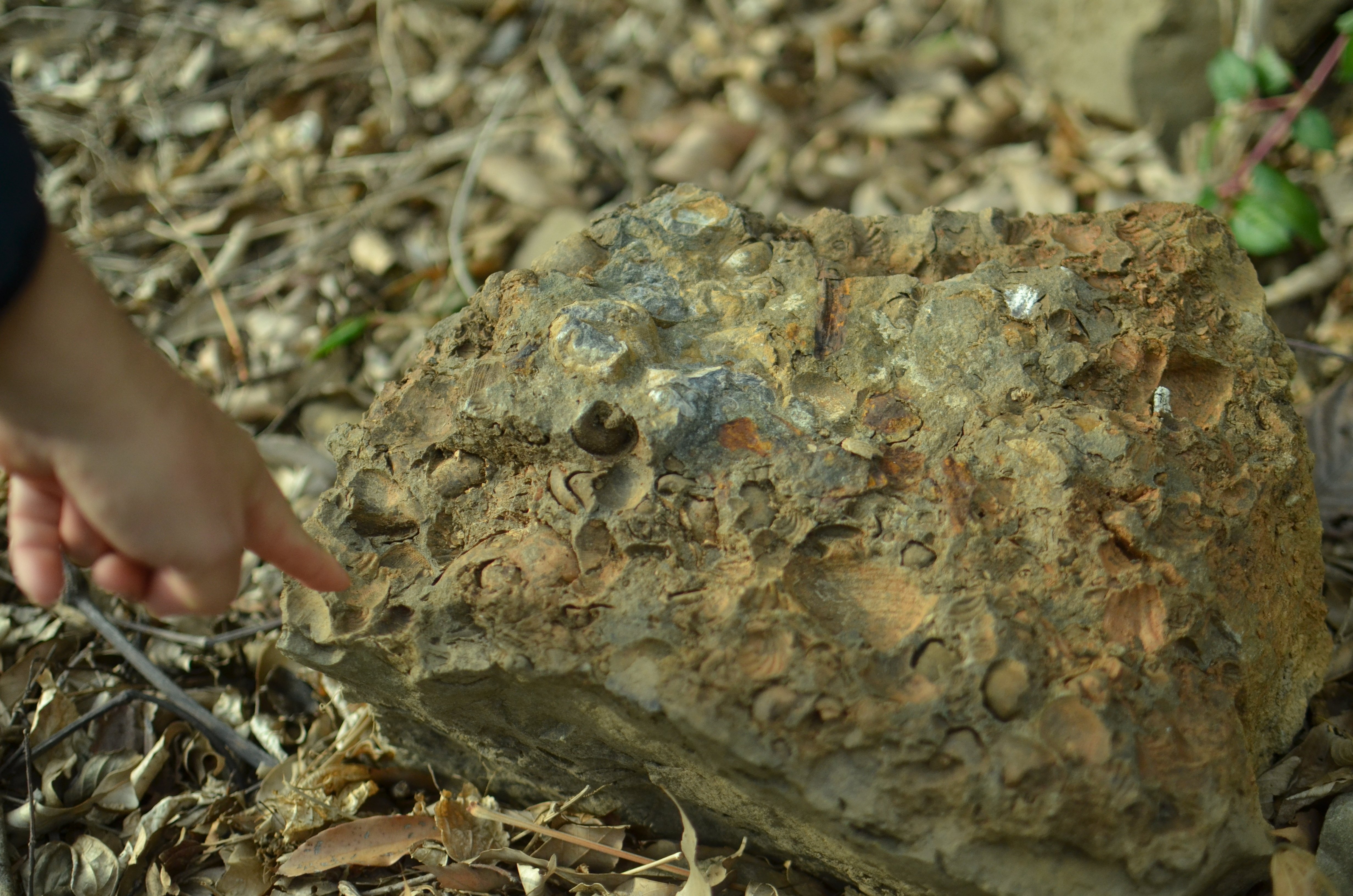 発見いっぱい！！ この春、アツい化石採集。3月29日は恐竜の島で「島遊