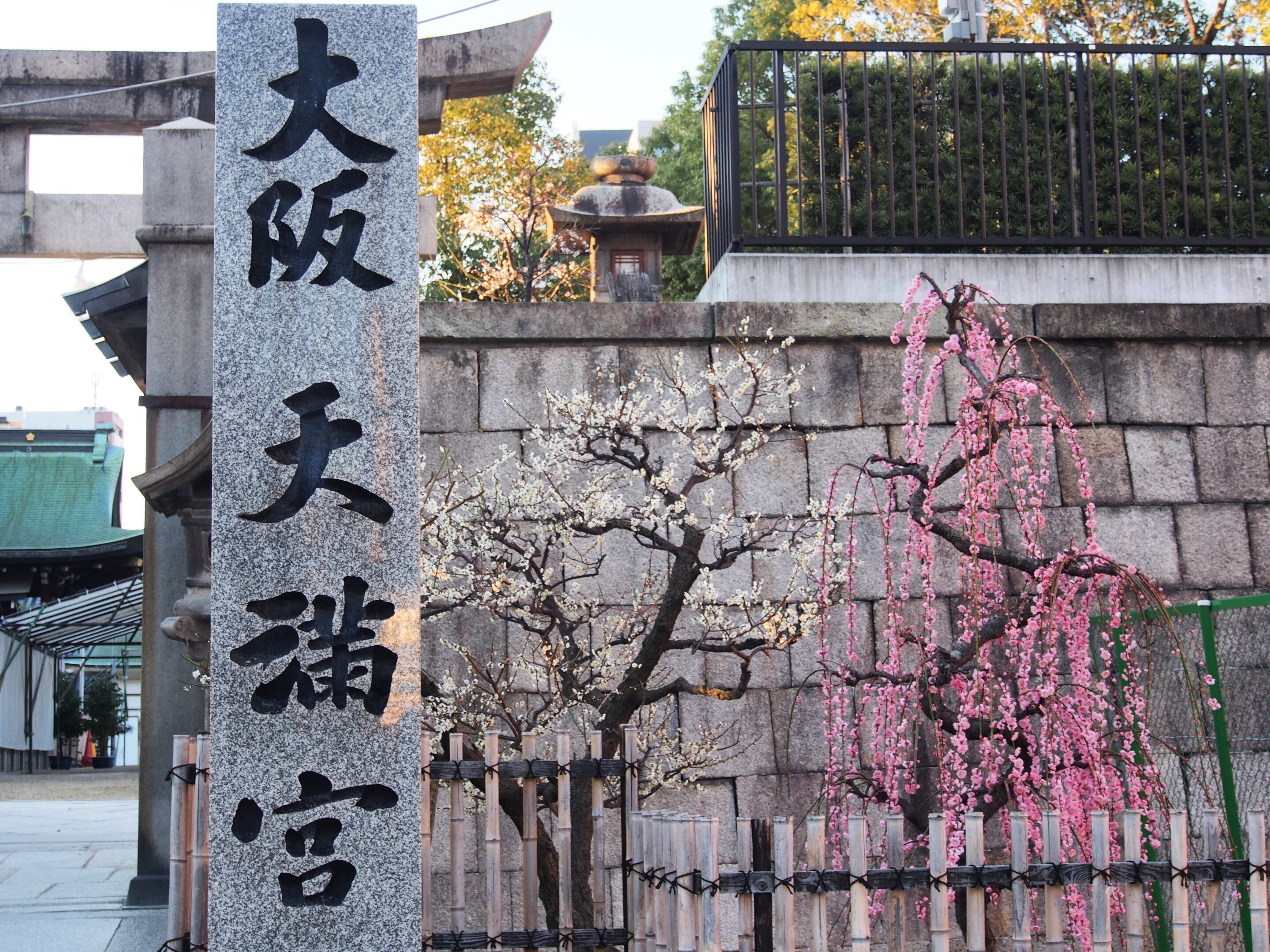 大阪天満宮2025年3月9日【しだれ梅】｜レタス