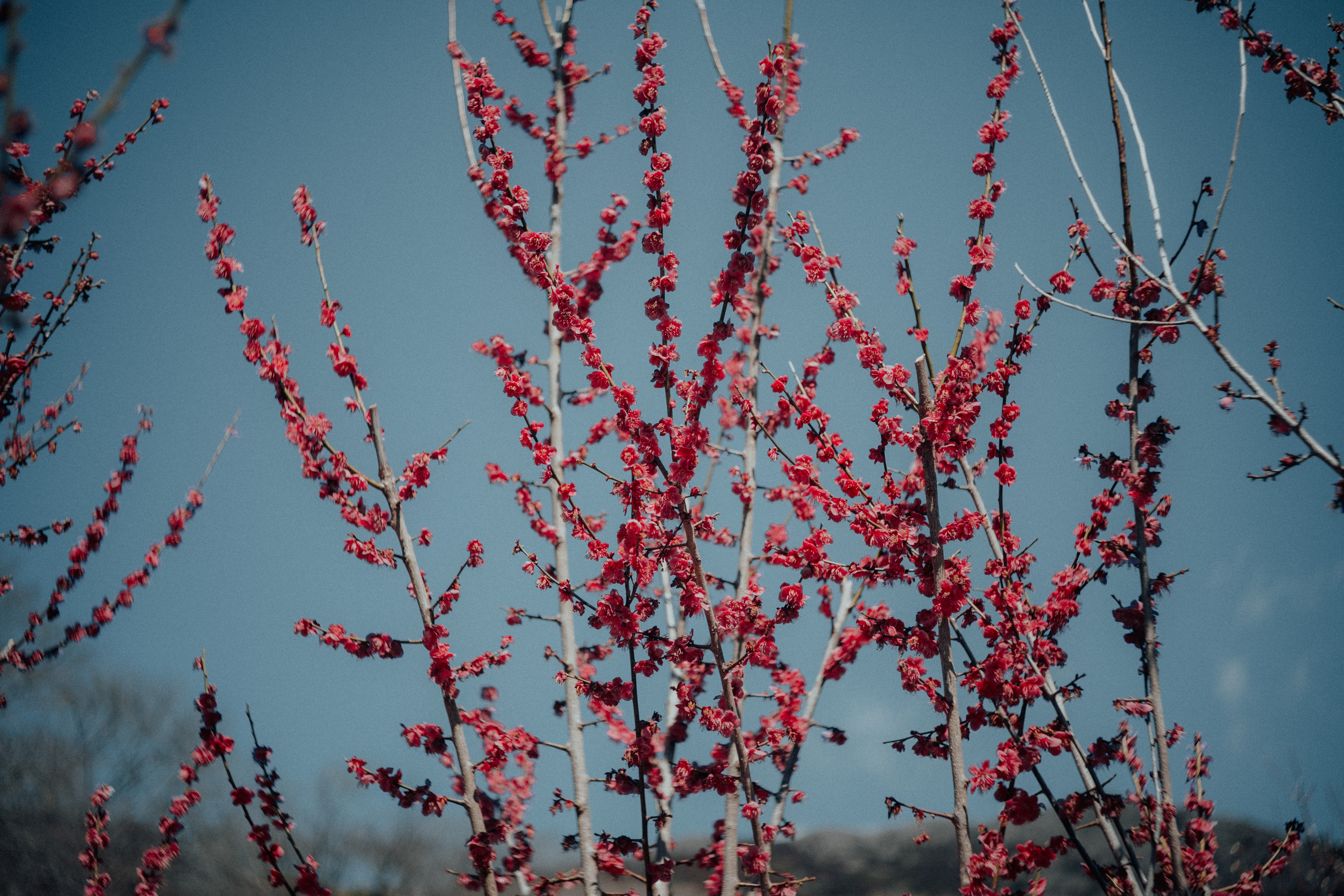オールドレンズを味わう#1｜CHIYOKO SUPER ROKKOR 50mm F2.8