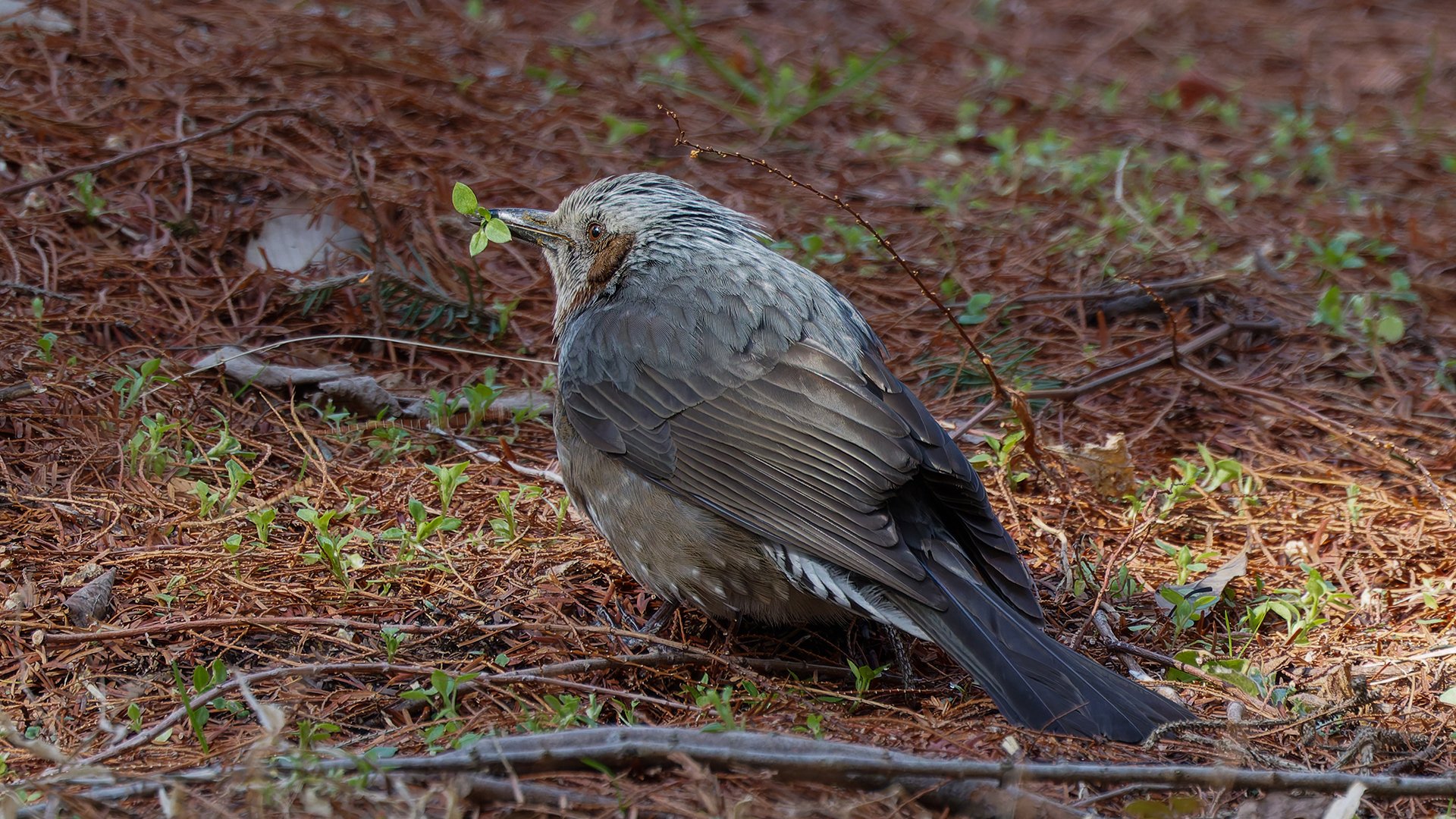 新春定例探鳥会 ～ 2025年鳥見初め ～ – 神戸市立森林植物園