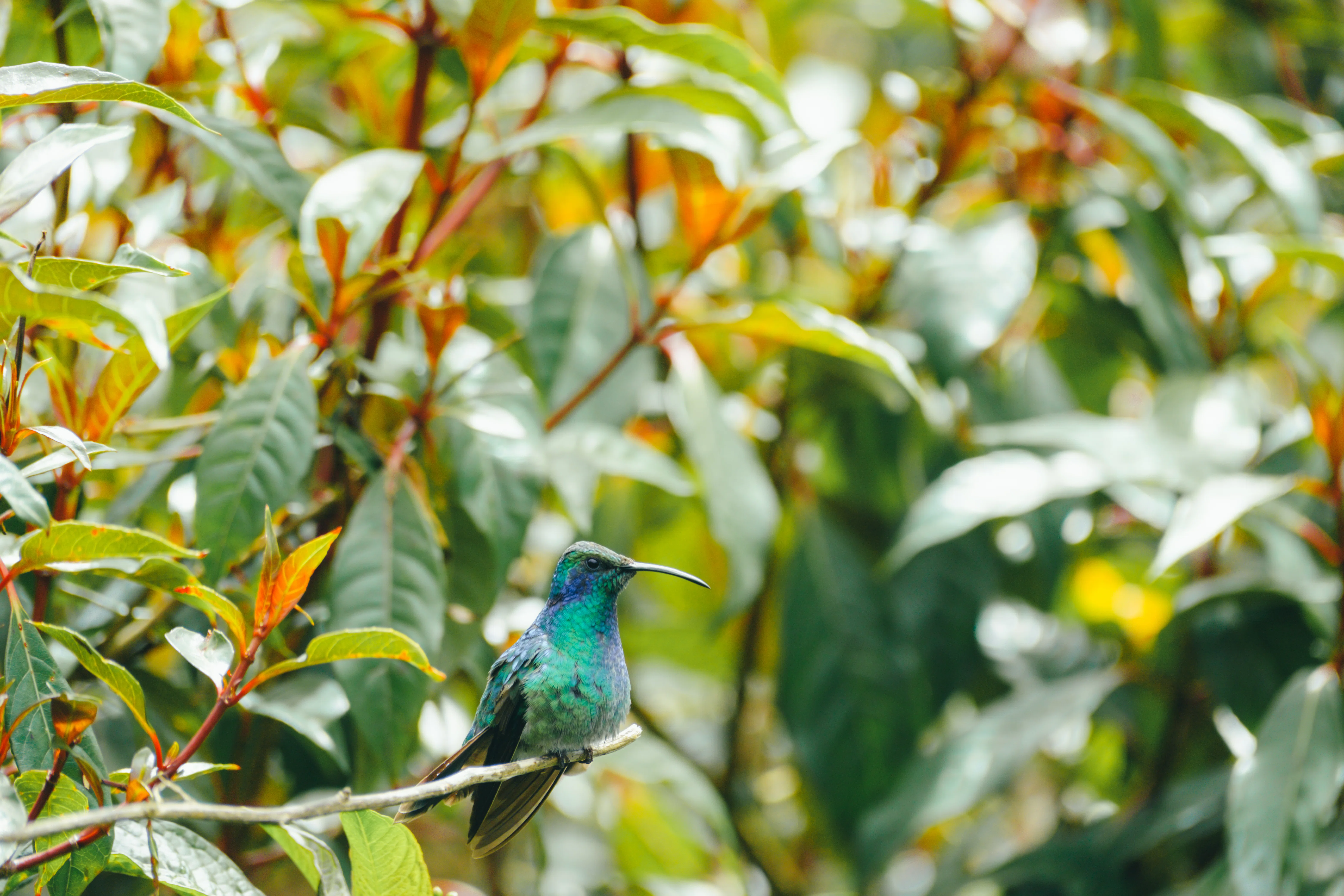 幻の鳥を見にいく 【コスタリカ🇨🇷サンホセ】｜Kodai