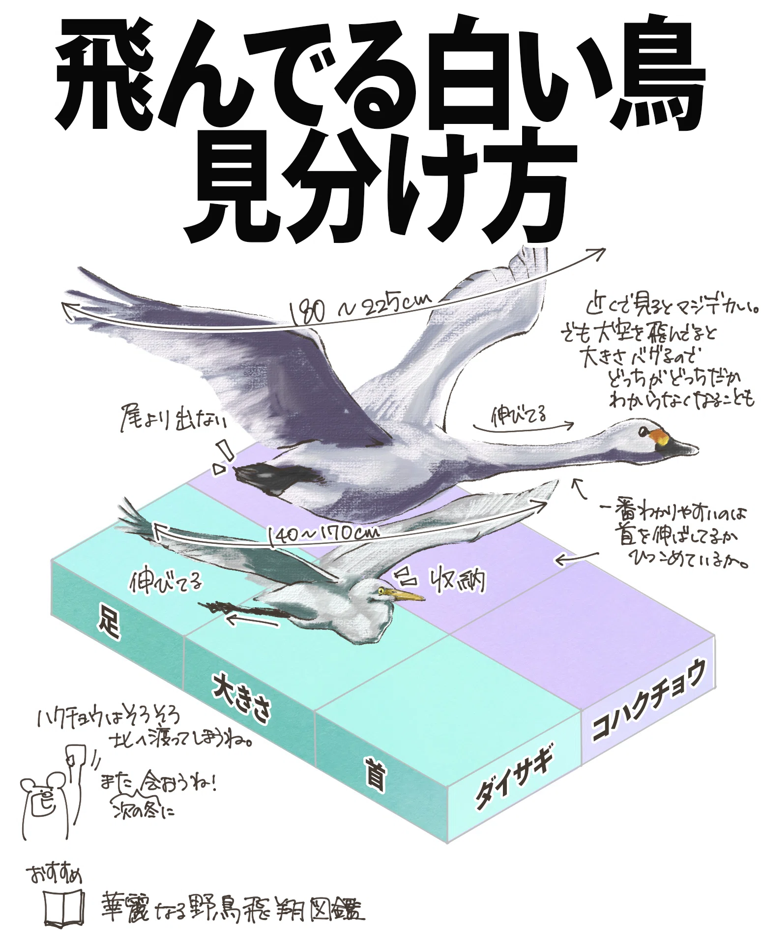 飛んでる白い鳥の見分け方｜ハクチョウ、サギ｜くますけ｜自然ガイド