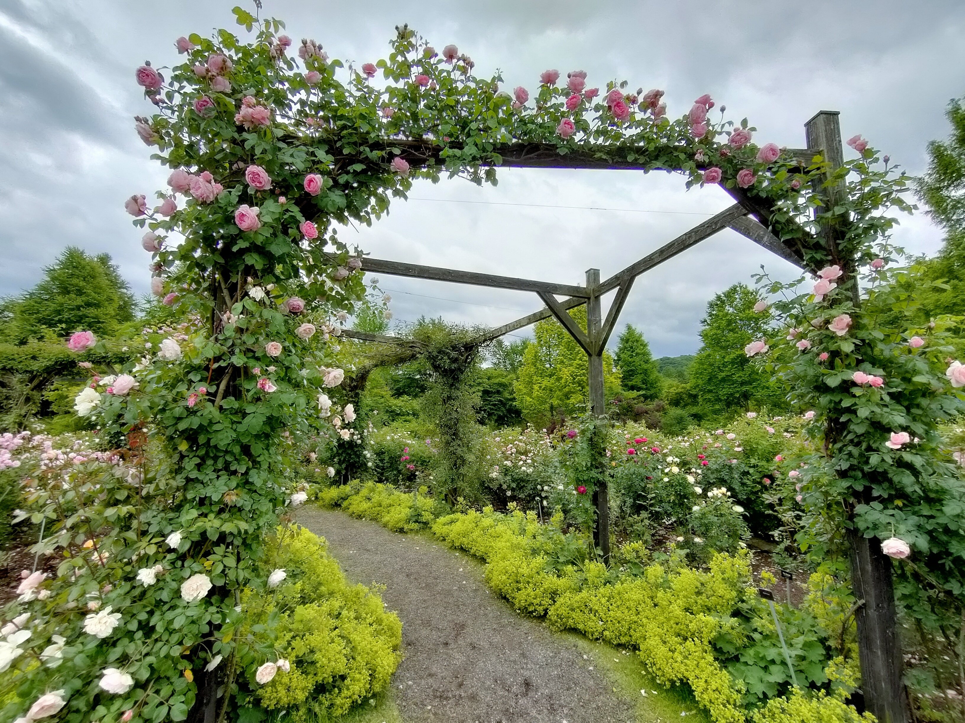 夢のようなバラの楽園！軽井沢レイクガーデン徹底レビュー