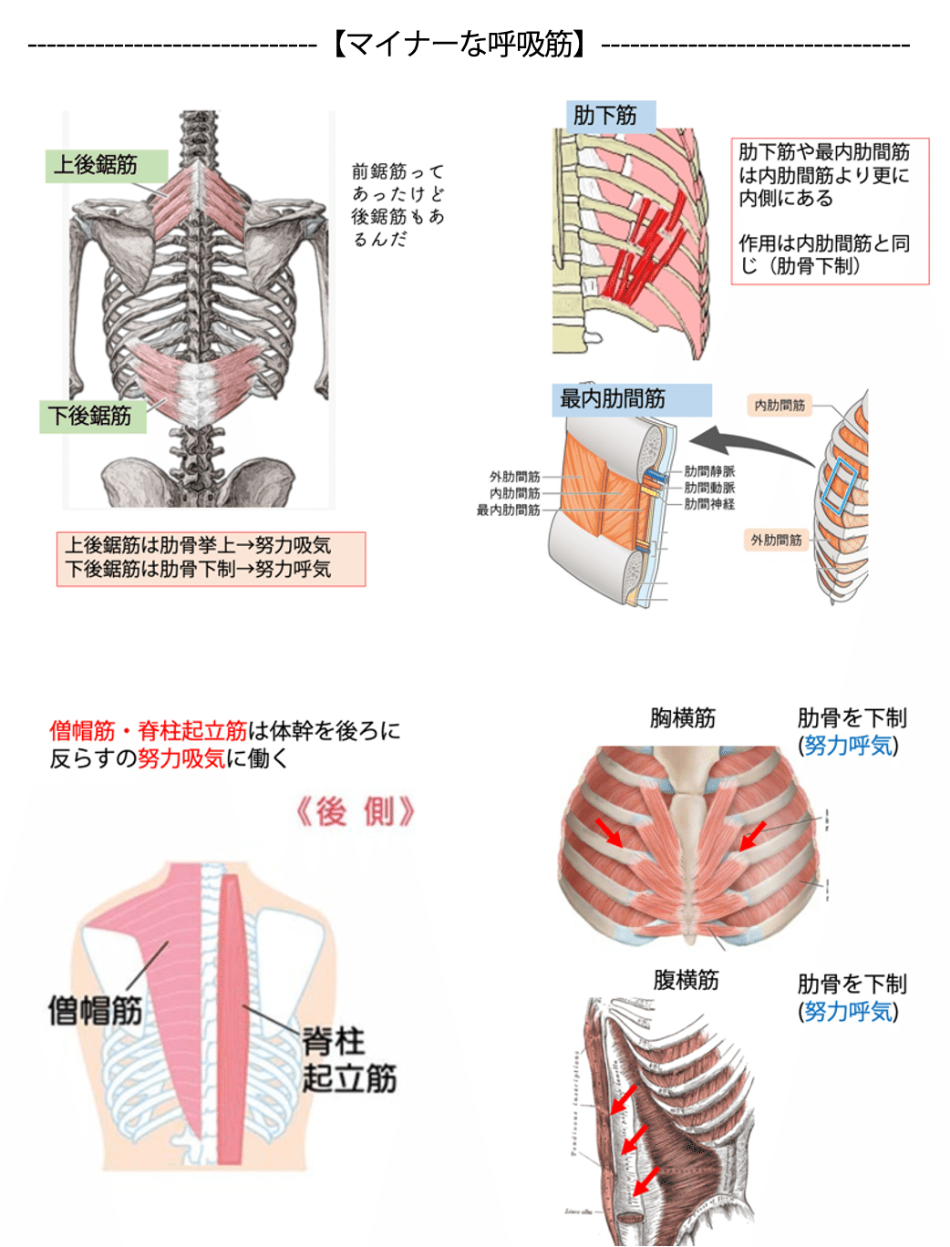 第60回理学療法士国家試験 午後71−75の解説｜Sixty_valleyのページ