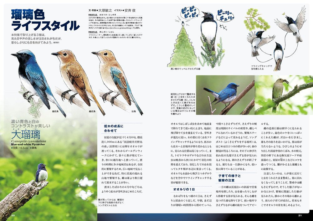 BIRDER4月号の見どころ｜ブンイチ（文一総合出版）