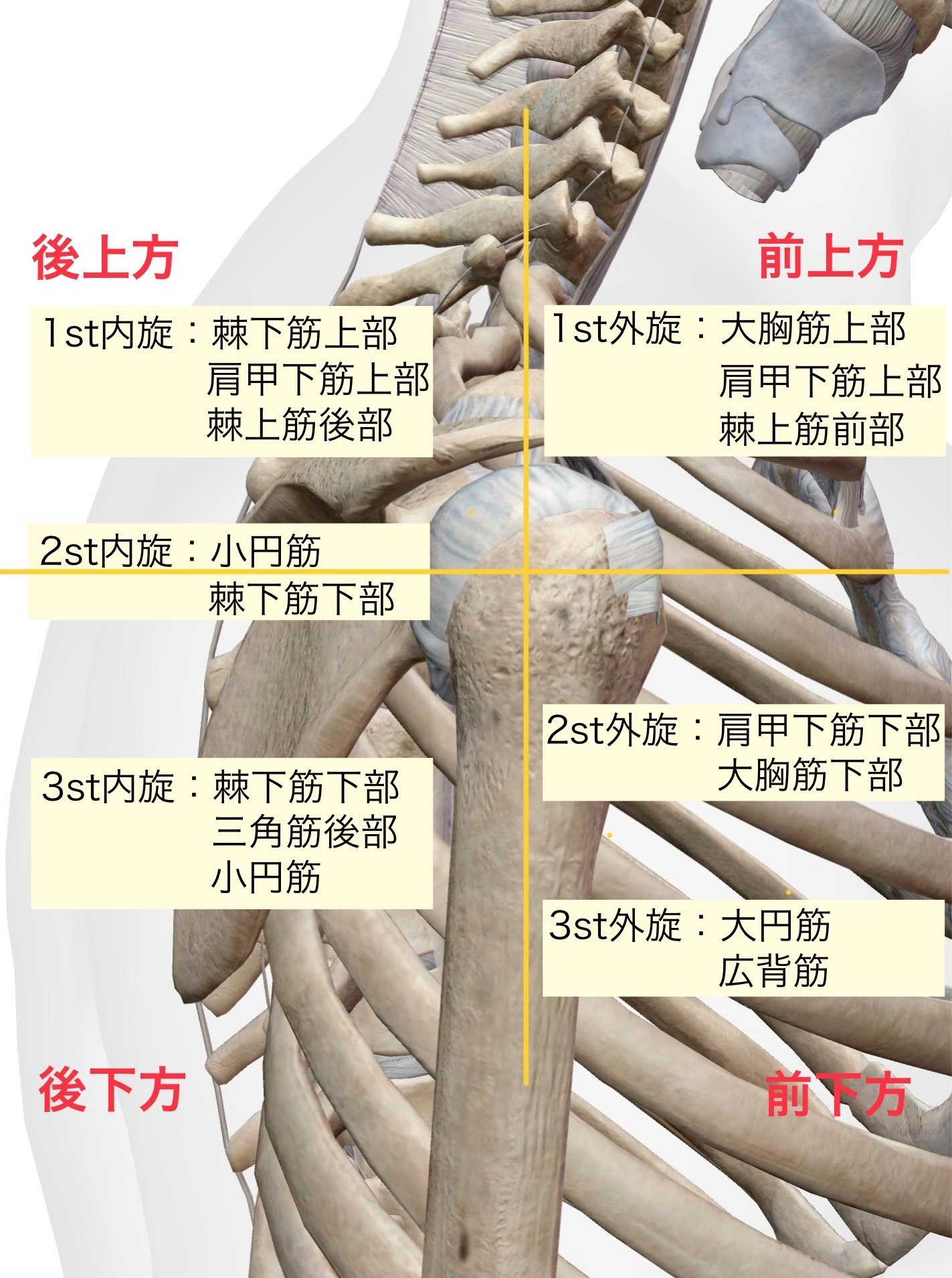 新人セラピスト必見！】肩関節周囲炎の制限因子を特定する👀｜りゅう