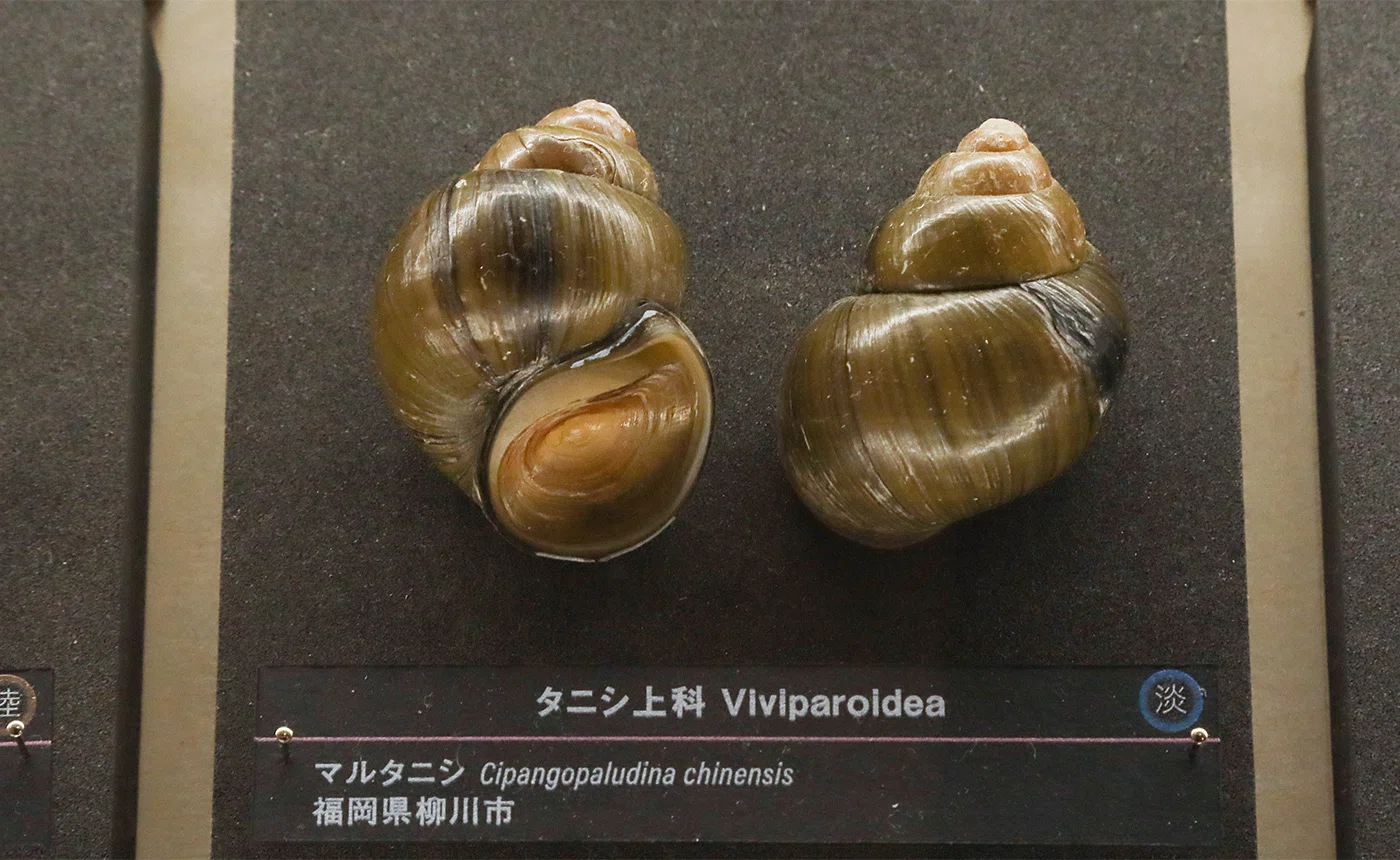 貝類展：人はなぜ貝に魅せられるのか」から貝類の絶滅・絶滅危惧種の