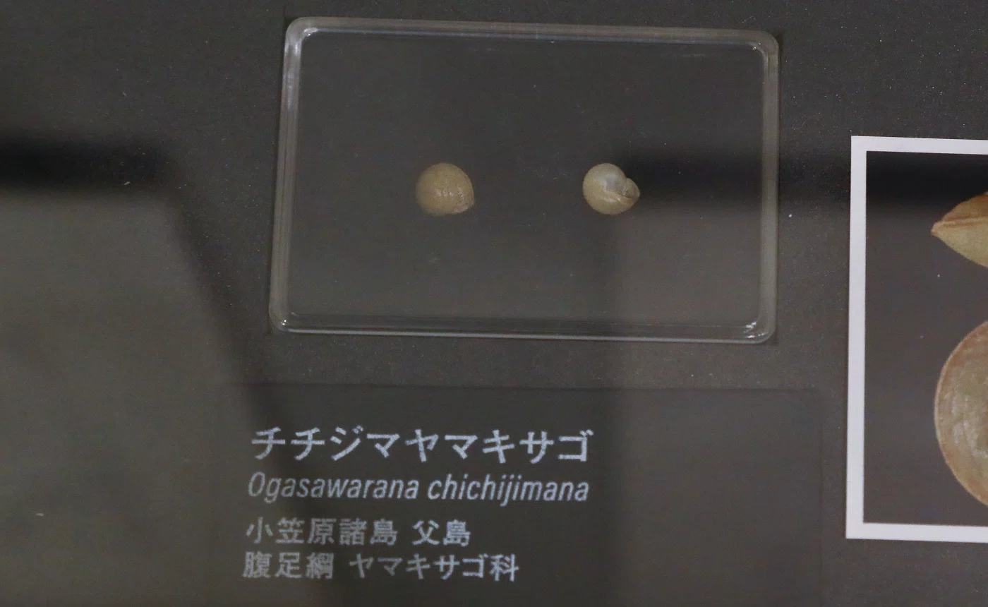 貝類展：人はなぜ貝に魅せられるのか」から貝類の絶滅・絶滅危惧種の