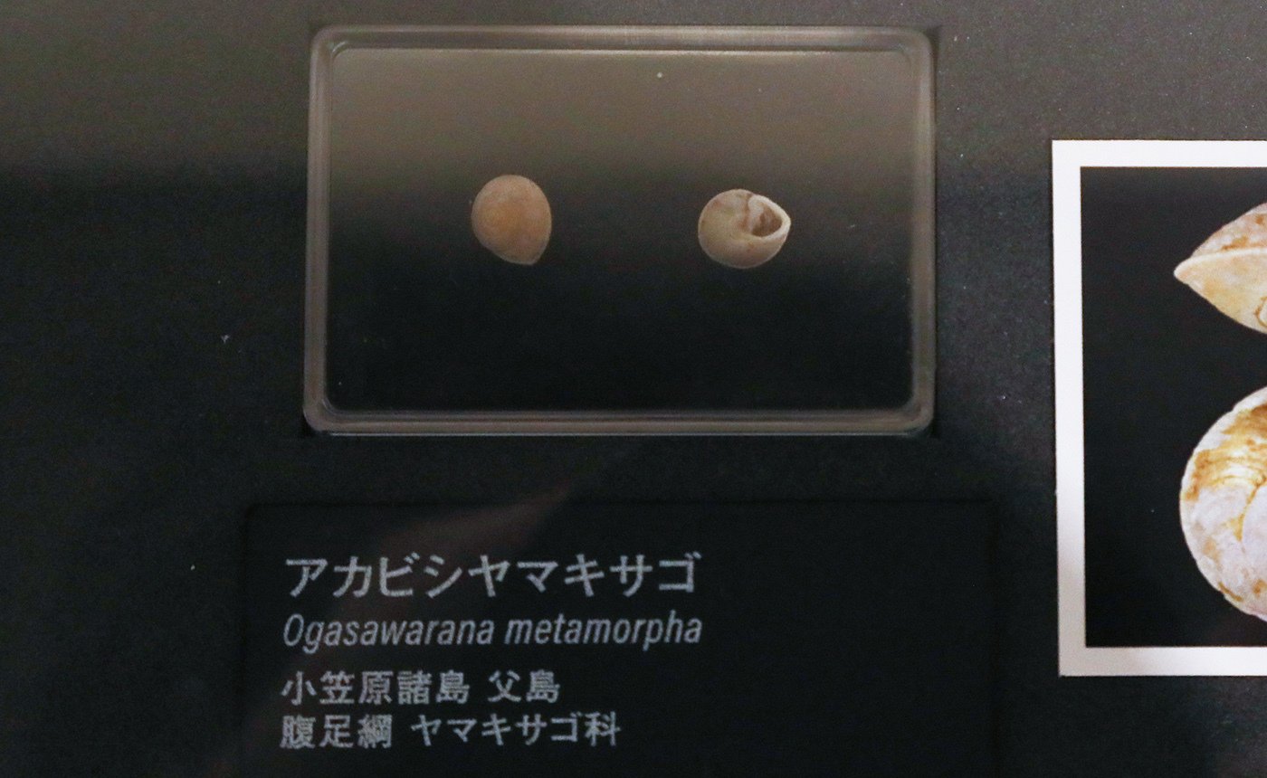 貝類展：人はなぜ貝に魅せられるのか」から貝類の絶滅・絶滅危惧種の