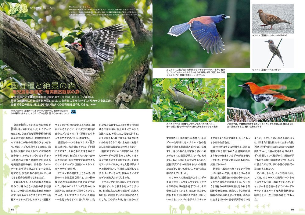 BIRDER4月号の見どころ｜ブンイチ（文一総合出版）