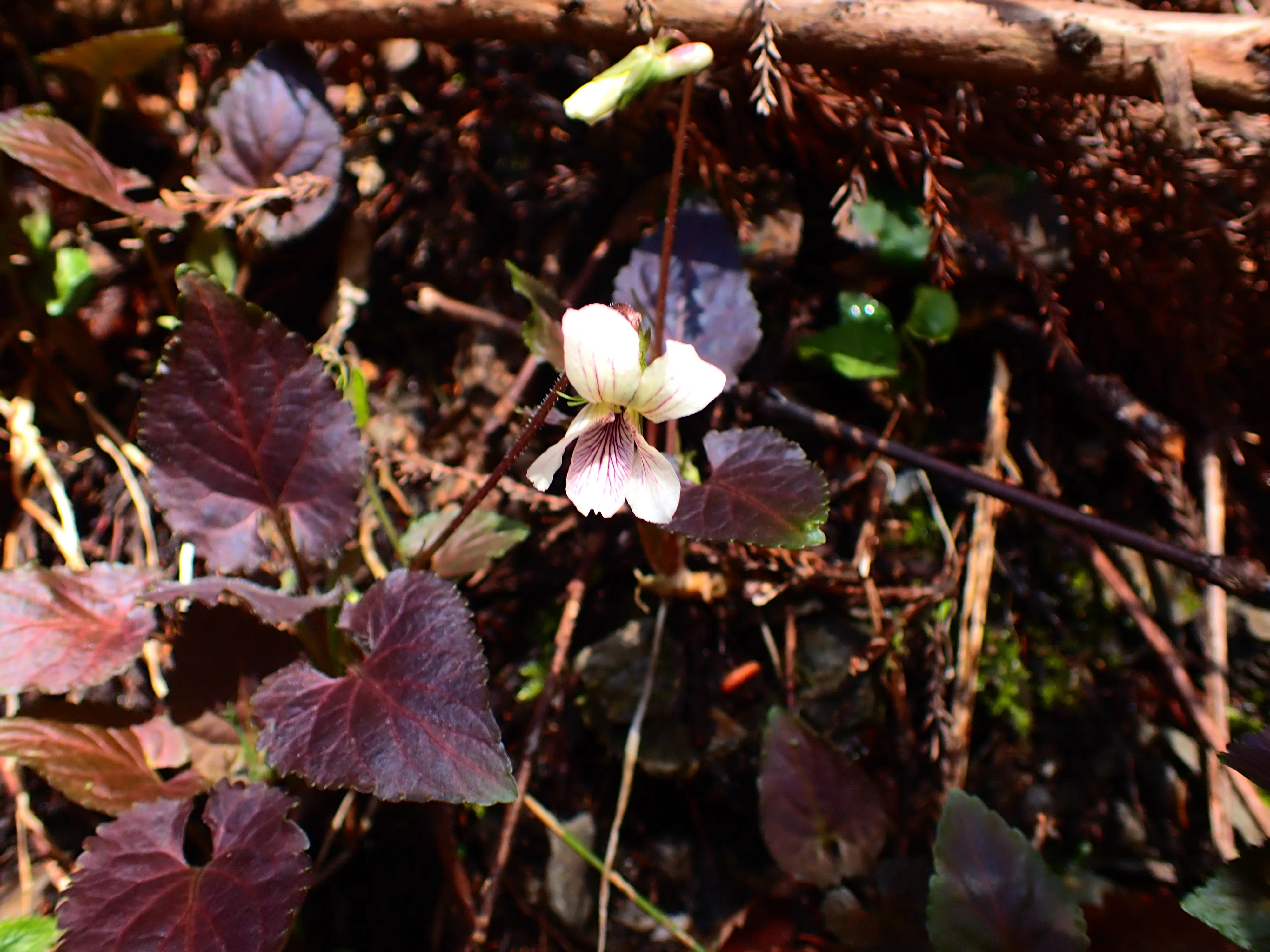 スミレの山高尾山（6） タカオスミレ Takao, the mountain of violets