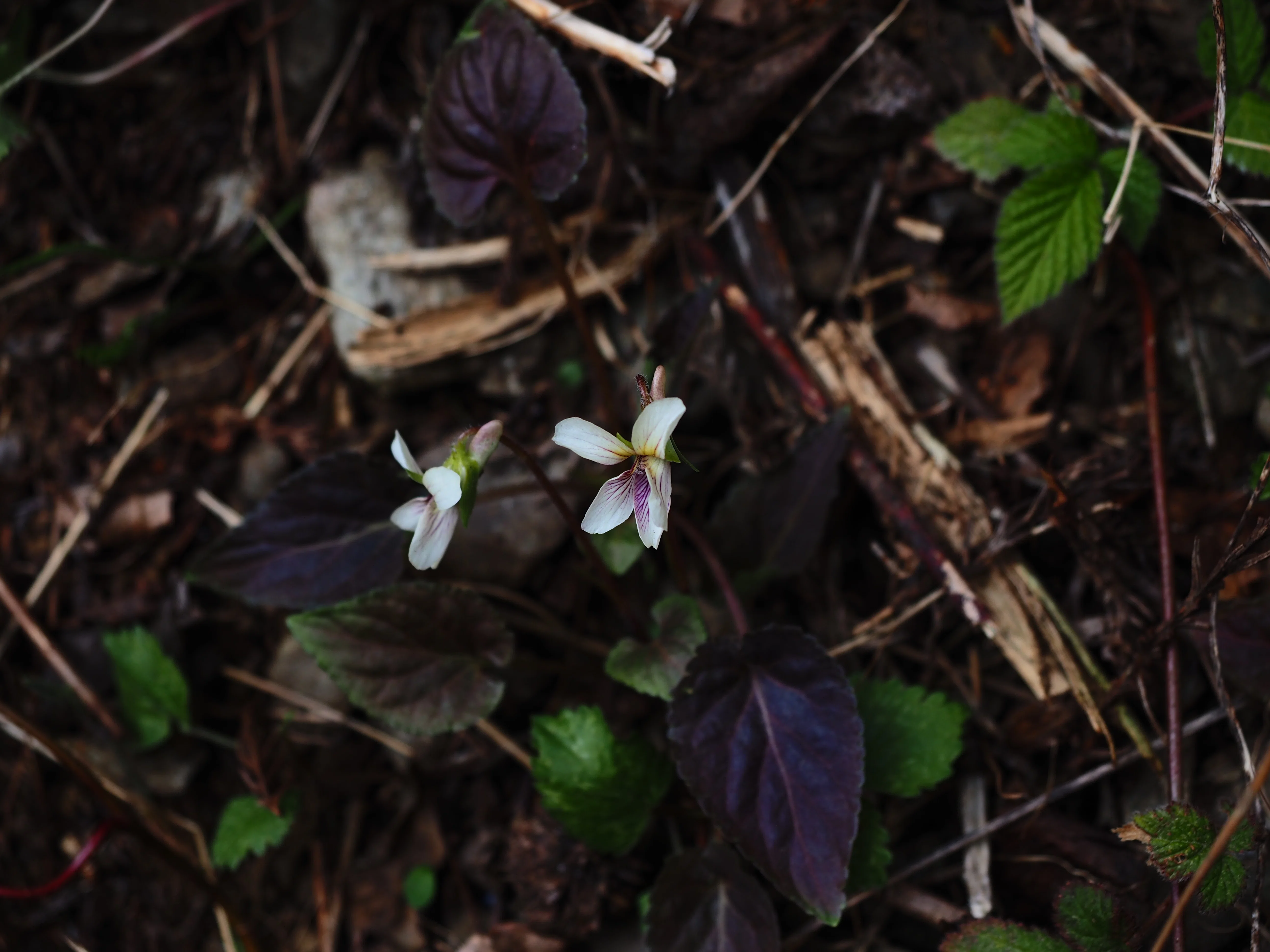 スミレの山高尾山（6） タカオスミレ Takao, the mountain of violets