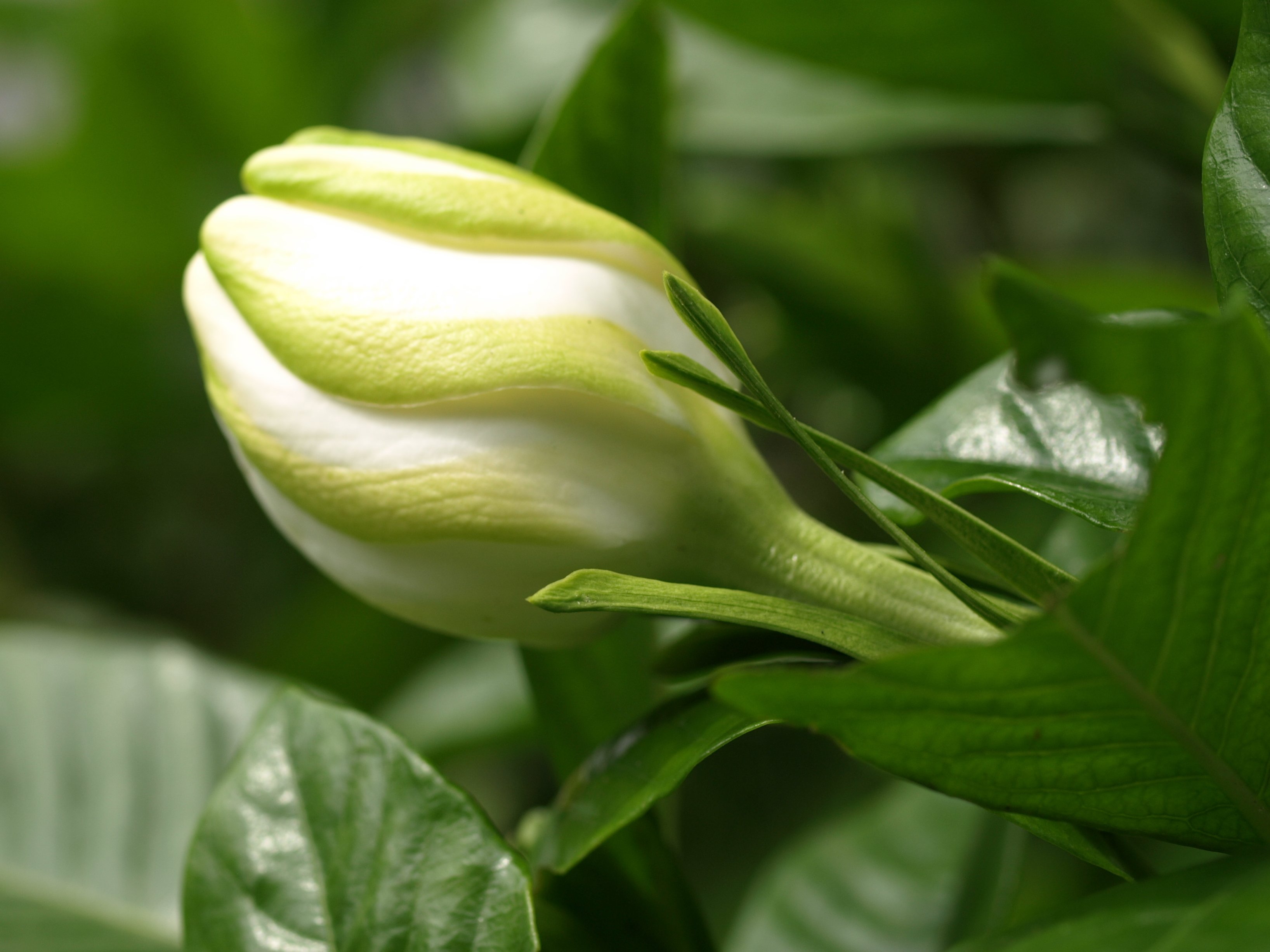 虫を呼ぶ花のデザイン vol.1 そうだ白くしよう｜瀬戸 裕紀