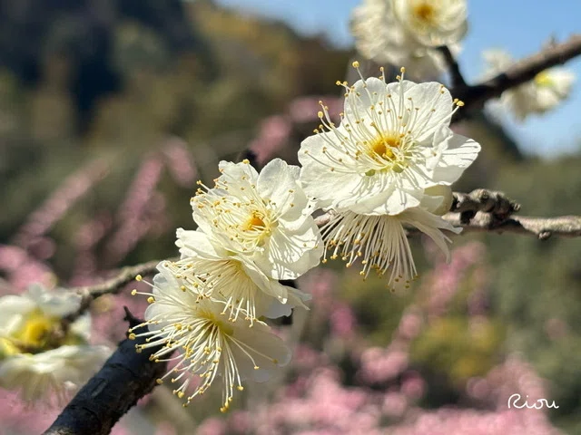 【花言葉】しだれ梅(Weeplig plum)|璃桜(りおう)