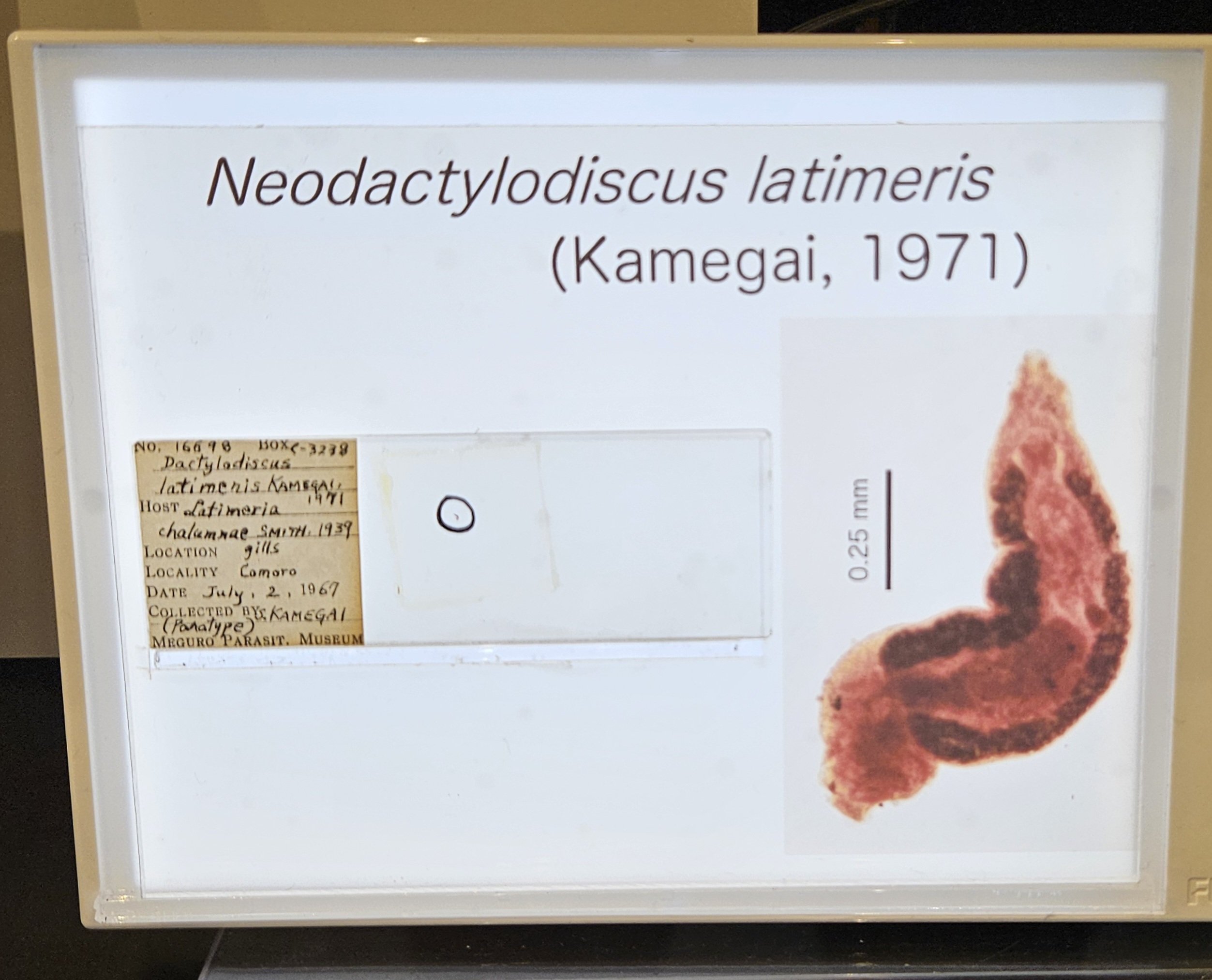 全国自然博物館の旅【58】目黒寄生虫館（閲覧注意）｜美原さつき