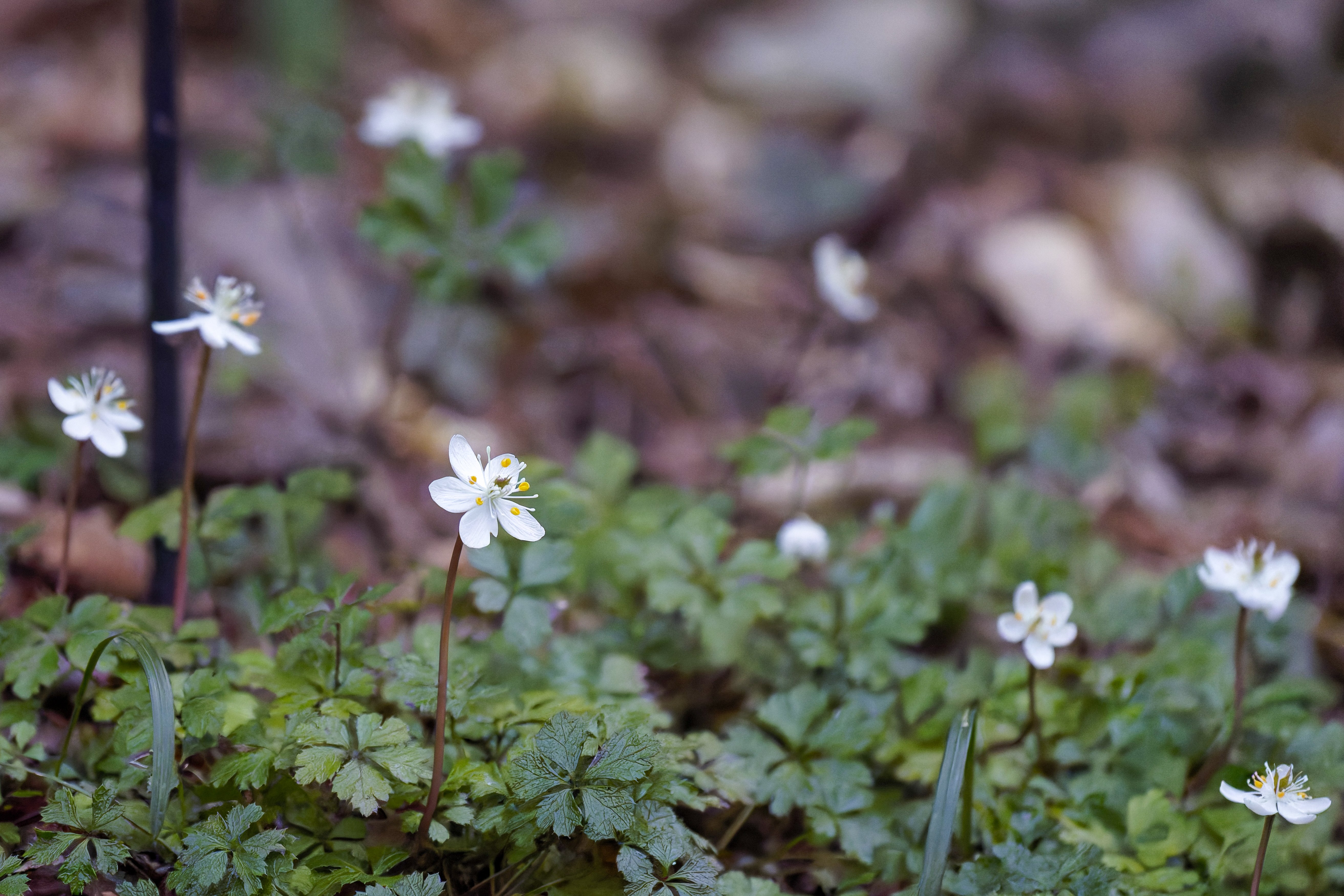 春の山野草｜Miya