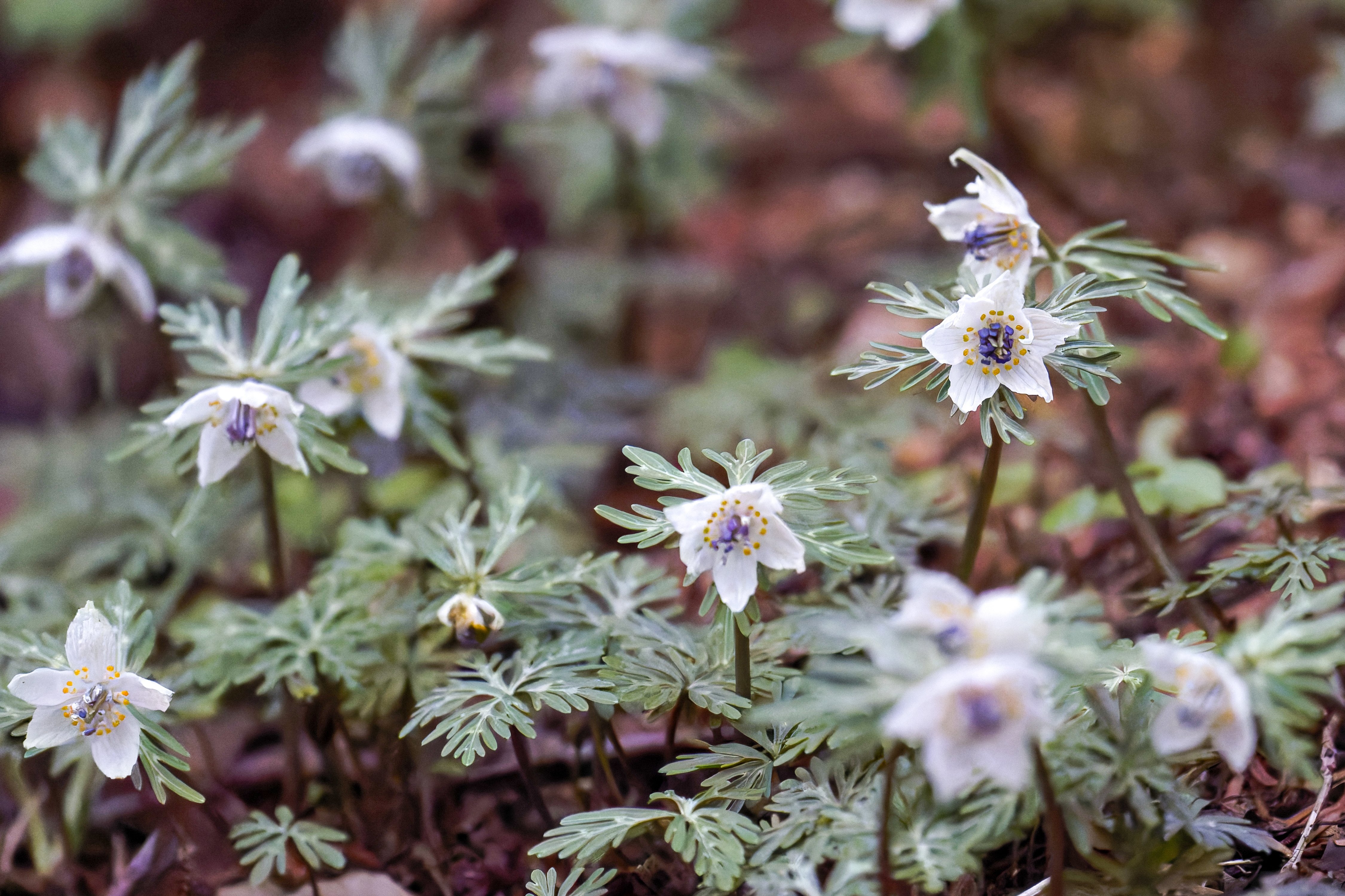 春の山野草｜Miya