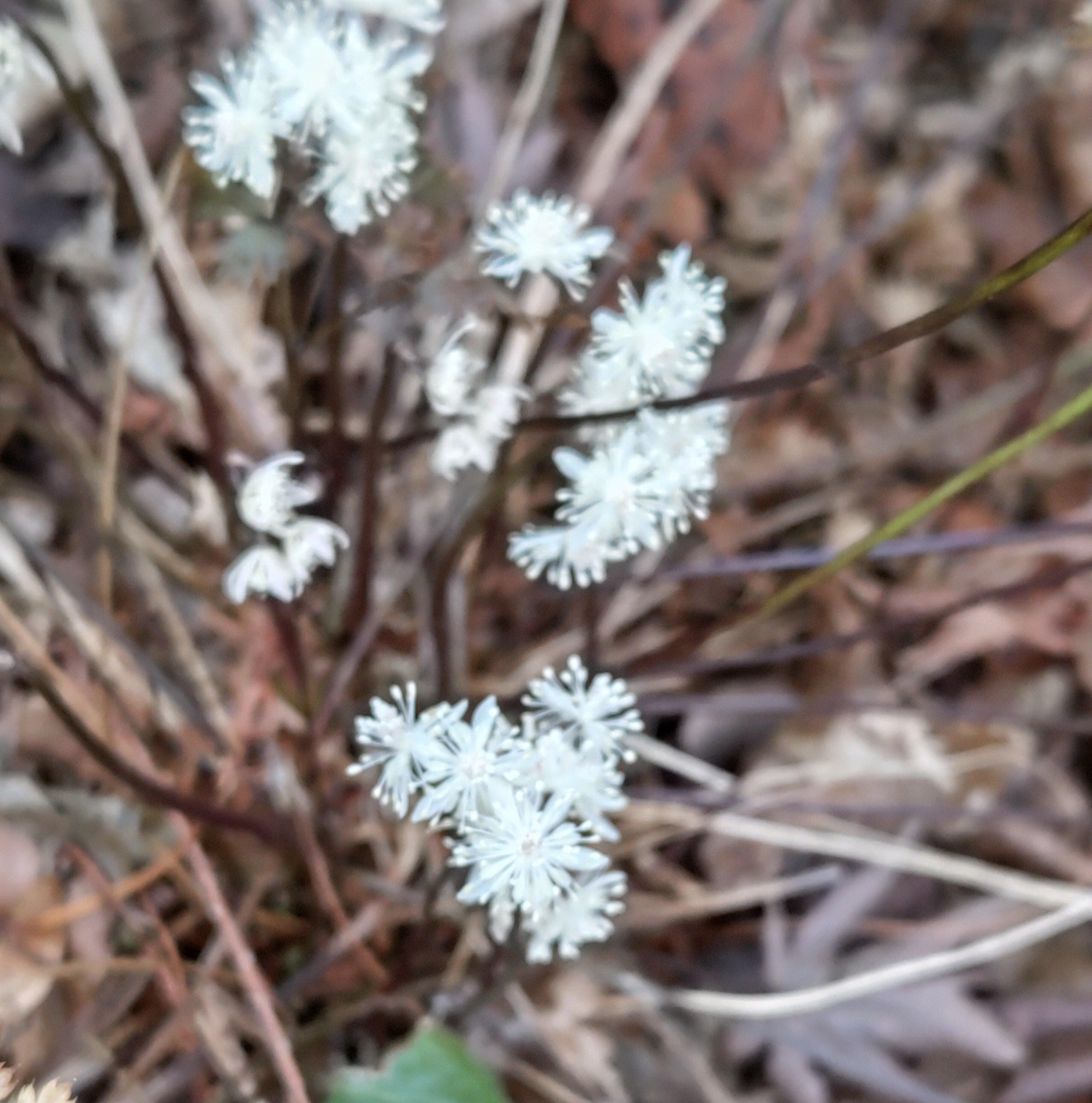 春の山野草１００ 春の山野草 - まつこの庭