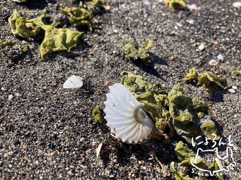 (希少)チリメンアオイガイ　貝　オーストラリア産 希少)チリメンアオイガイ 貝 オーストラリア産 希少)チリメン