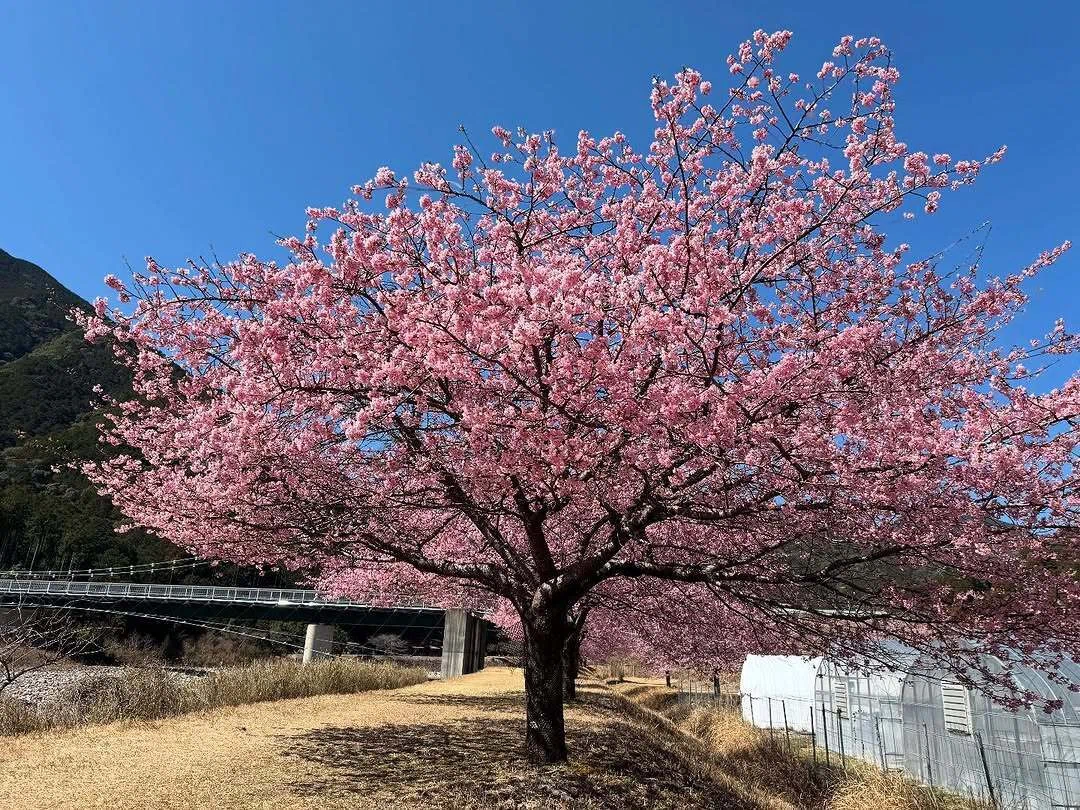 初春の｢“種まき権兵衛の里”周辺の河津桜 2025〜その3〜」（三重県