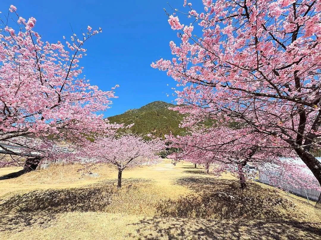 初春の｢“種まき権兵衛の里”周辺の河津桜 2025〜その3〜」（三重県