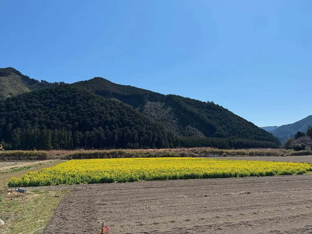 初春の｢“かかし農園”の菜の花 2025」(三重県北牟婁郡紀北町)【紀伊半島
