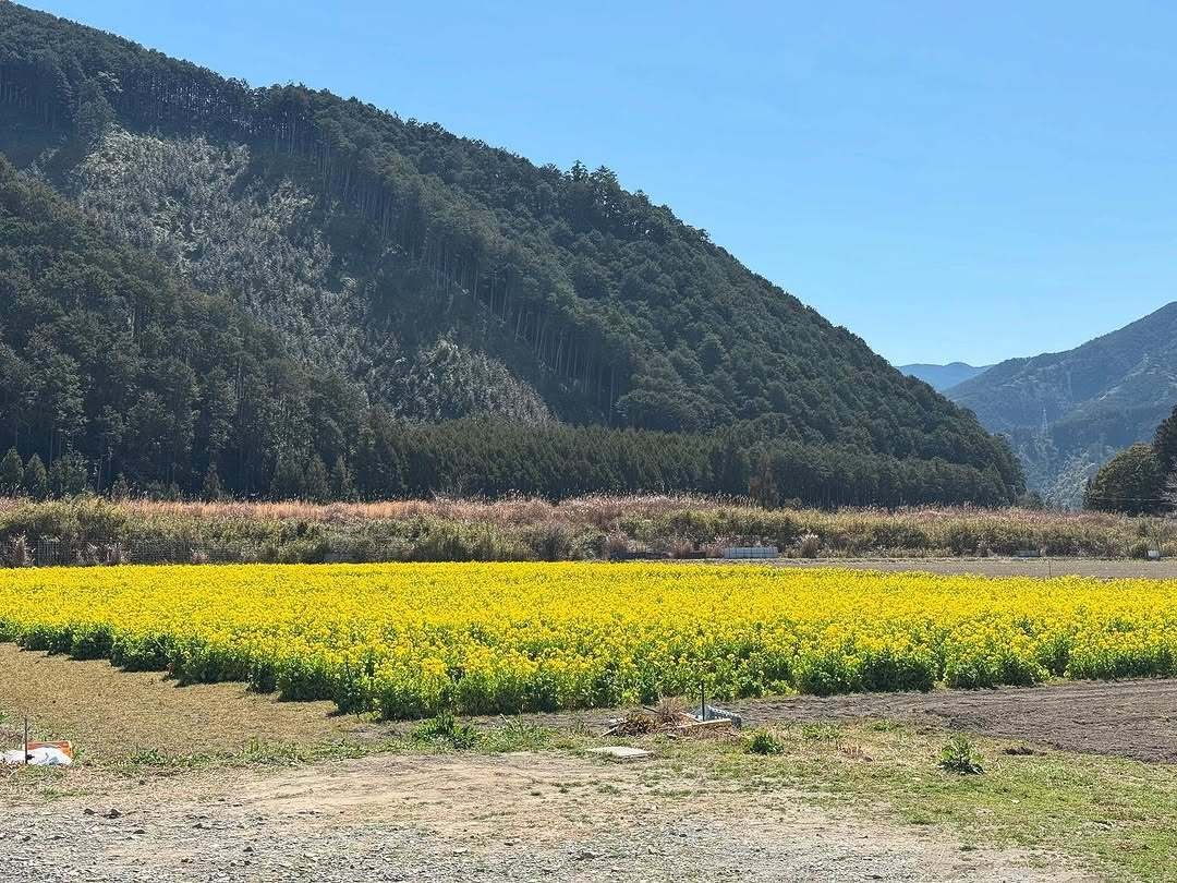 初春の｢“かかし農園”の菜の花 2025」(三重県北牟婁郡紀北町)【紀伊半島
