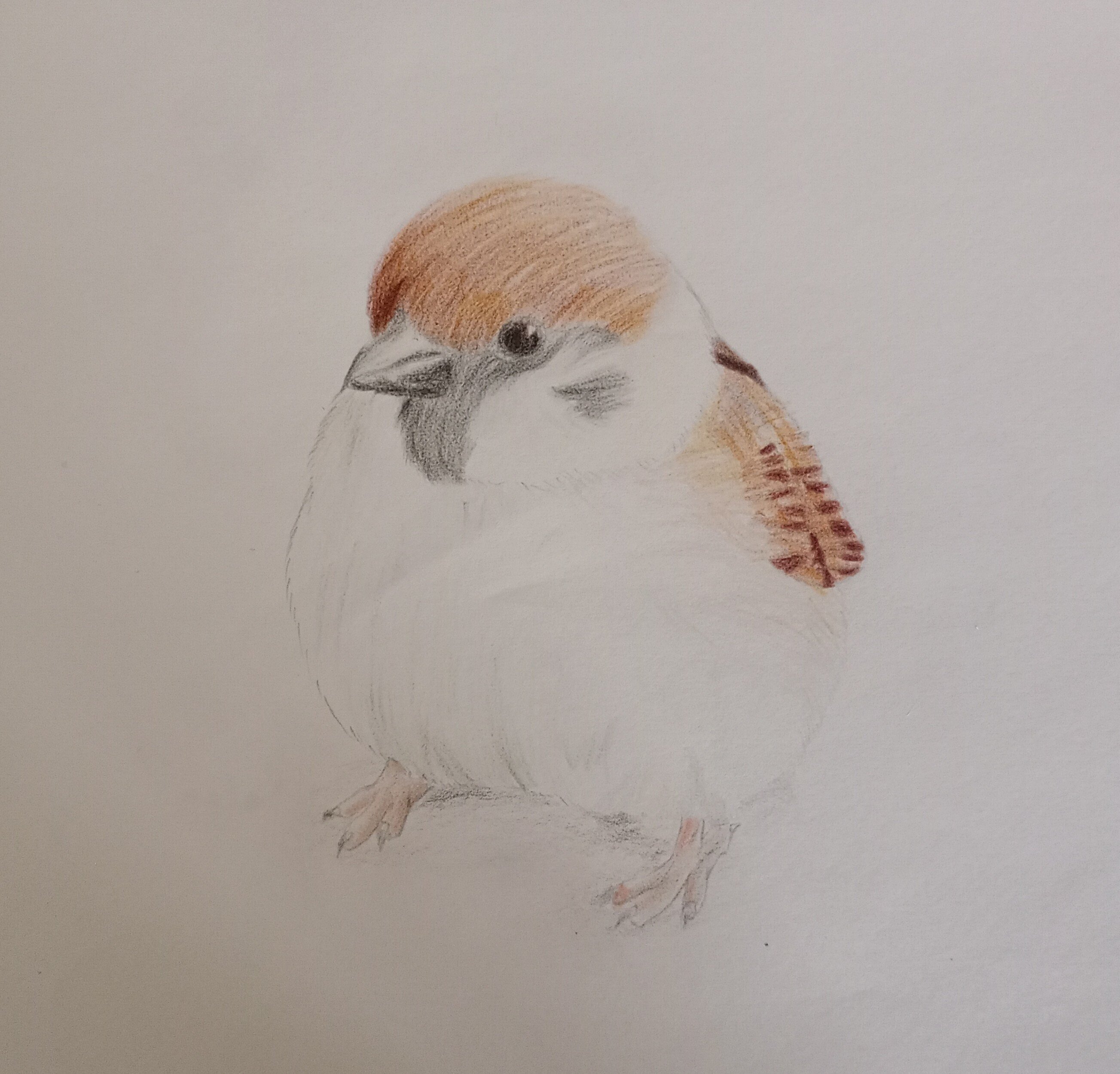 色鉛筆画　ぷりんページ 色鉛筆の混色ポイント☝️☺️ 馴染ませる…感じデス✍️ 馴染ま