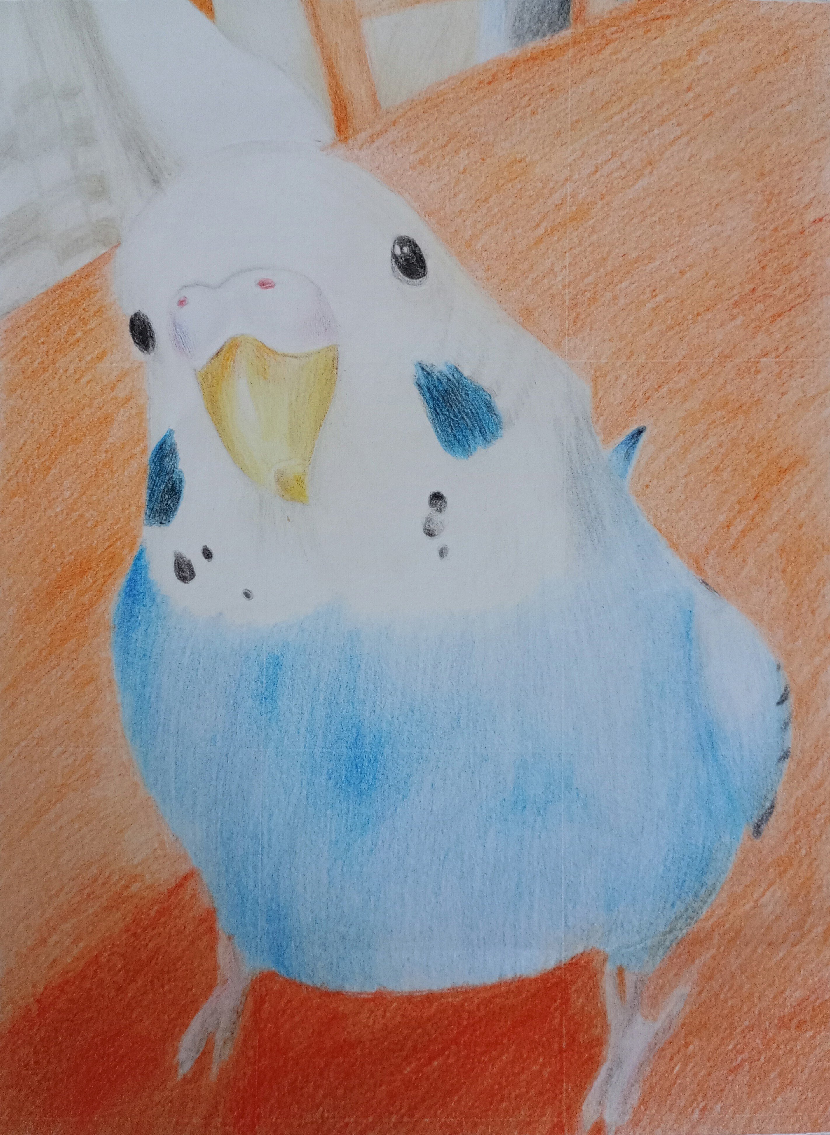 色鉛筆画]小6三月〜高一(現在)｜ふみか/色鉛筆画