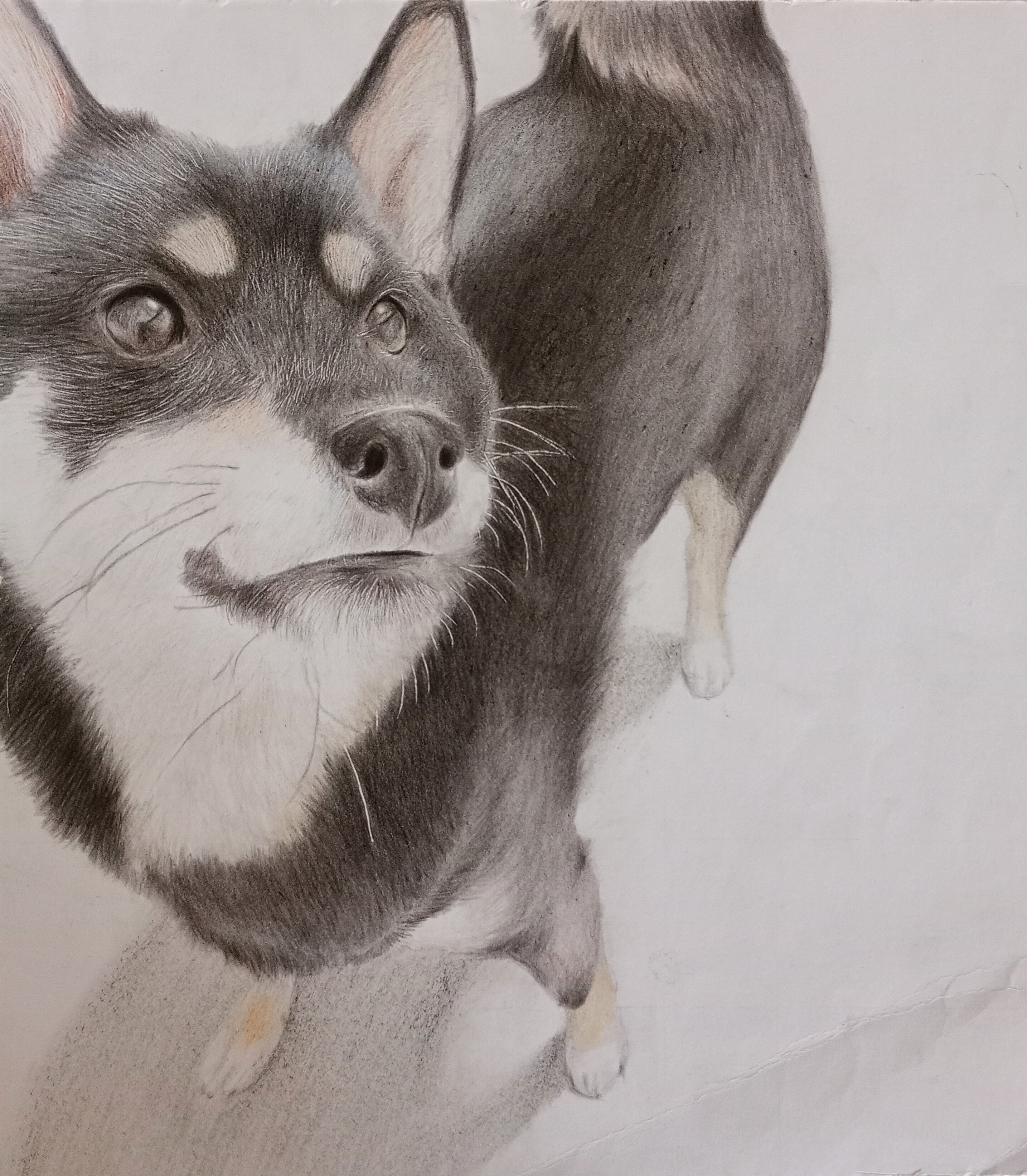 色鉛筆画]小6三月〜高一(現在)｜ふみか/色鉛筆画