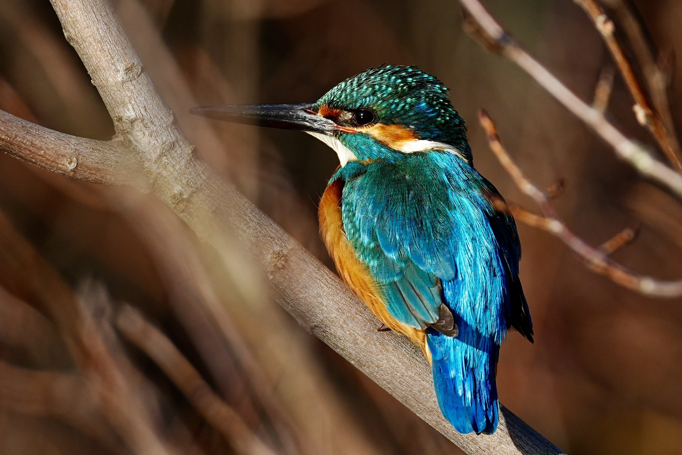 渋い環境下でもカワセミだらけの場所を見つけて嬉しい野鳥撮影（SONY