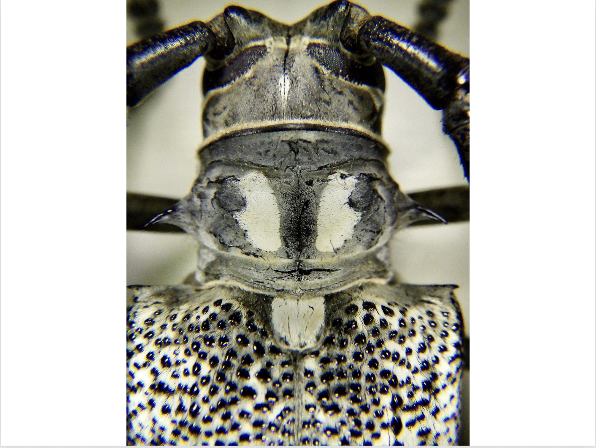 ソロモン産　ラモンドシロスジカミキリ ソロモン産 ラモンドシロスジカミキリ