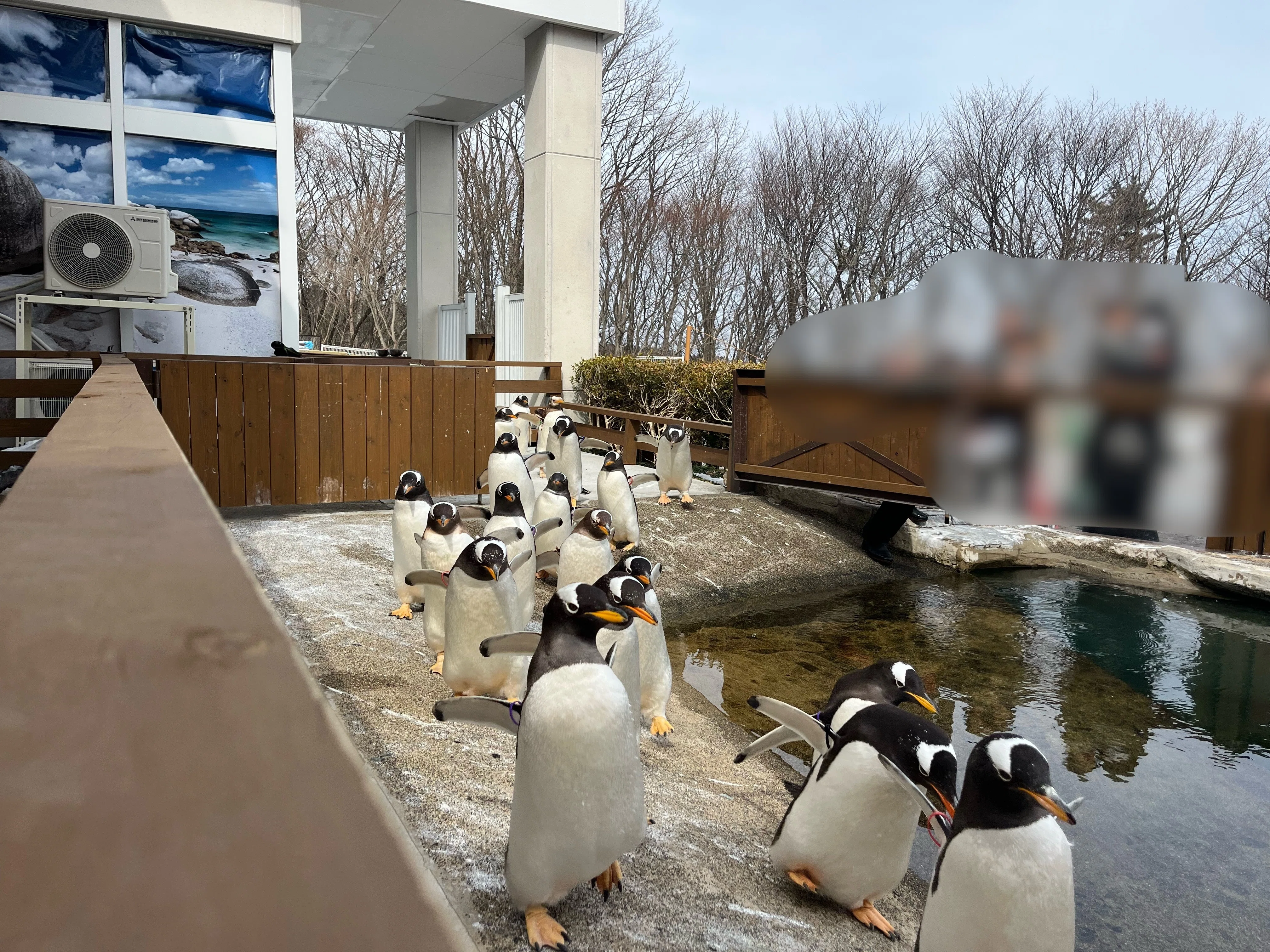2シーズン目突入！🐧ジェンツーラン🐧｜那須どうぶつ王国公式note