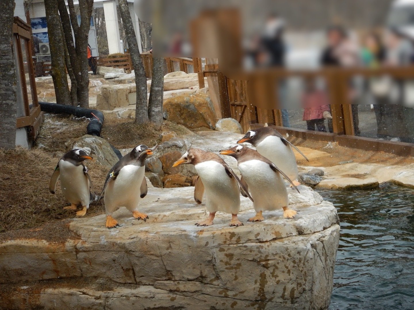 ペンギン 9784861488627_1_3.jpg