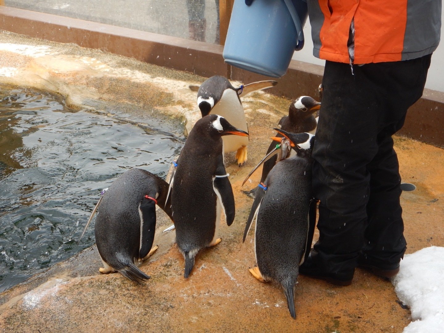 2シーズン目突入！🐧ジェンツーラン🐧｜那須どうぶつ王国公式note