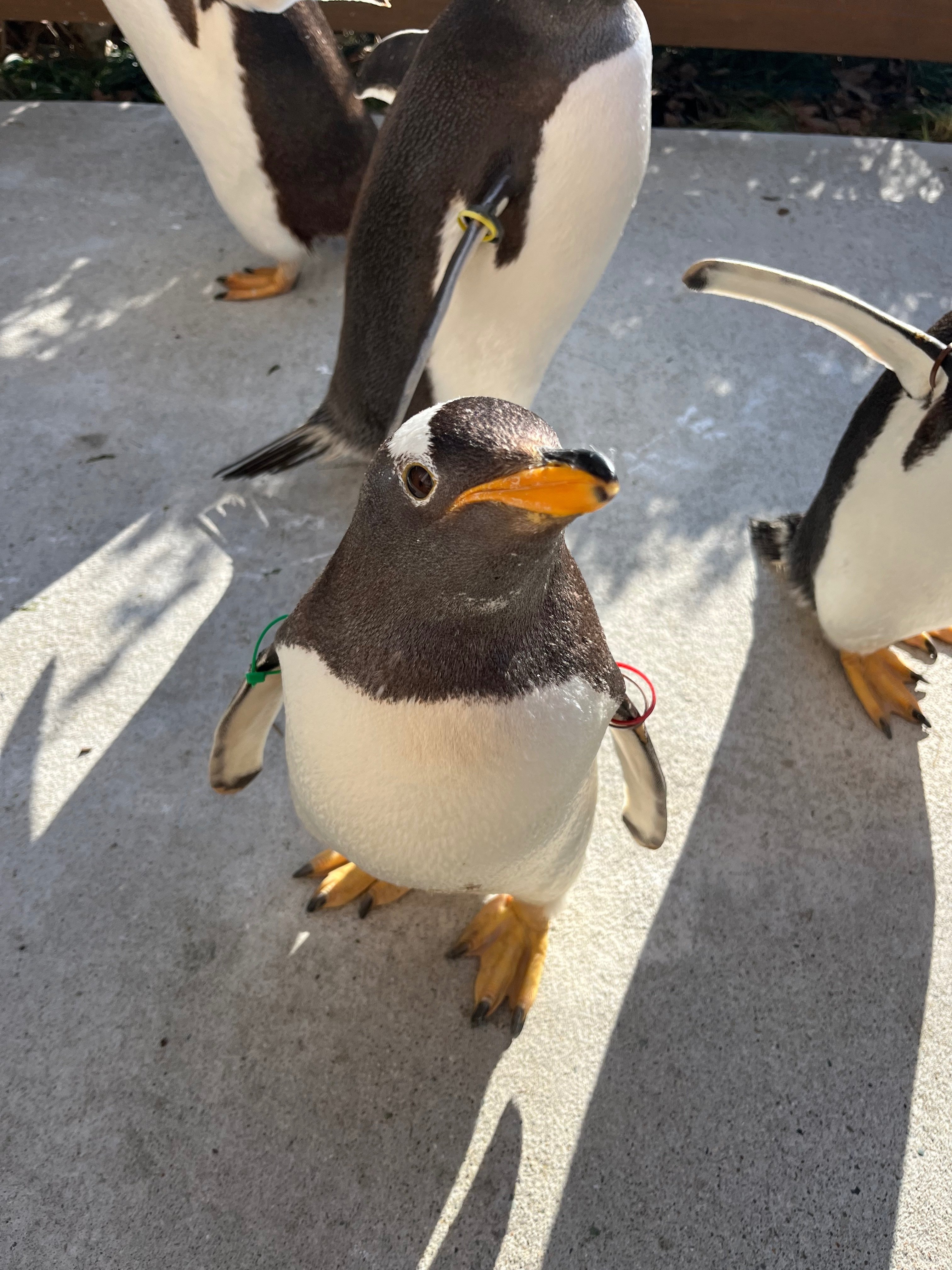 2シーズン目突入！🐧ジェンツーラン🐧｜那須どうぶつ王国公式note