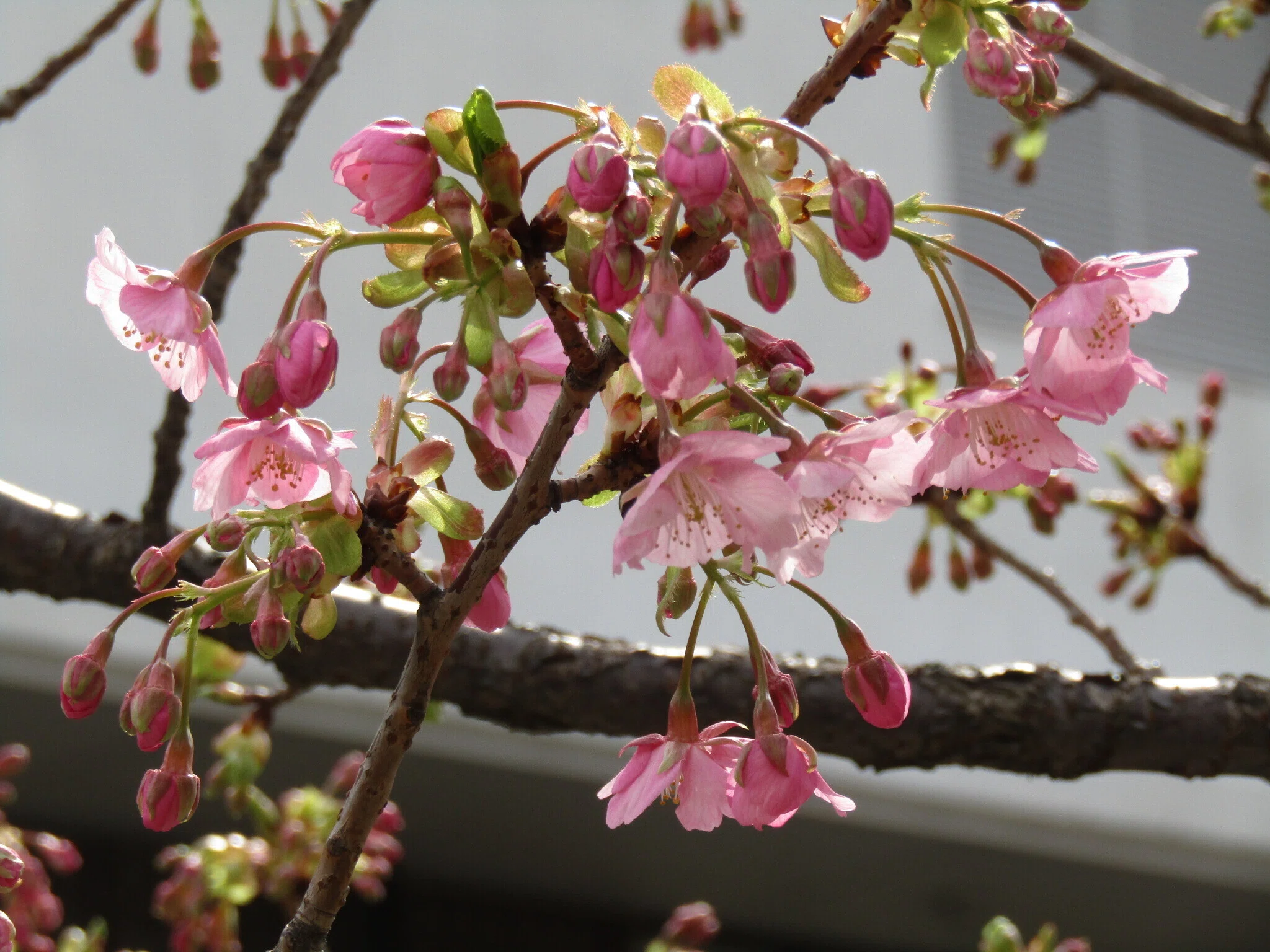 ぽっぺのひとりごと（83）河津桜は一分咲き＆野鳥さんこんにちは