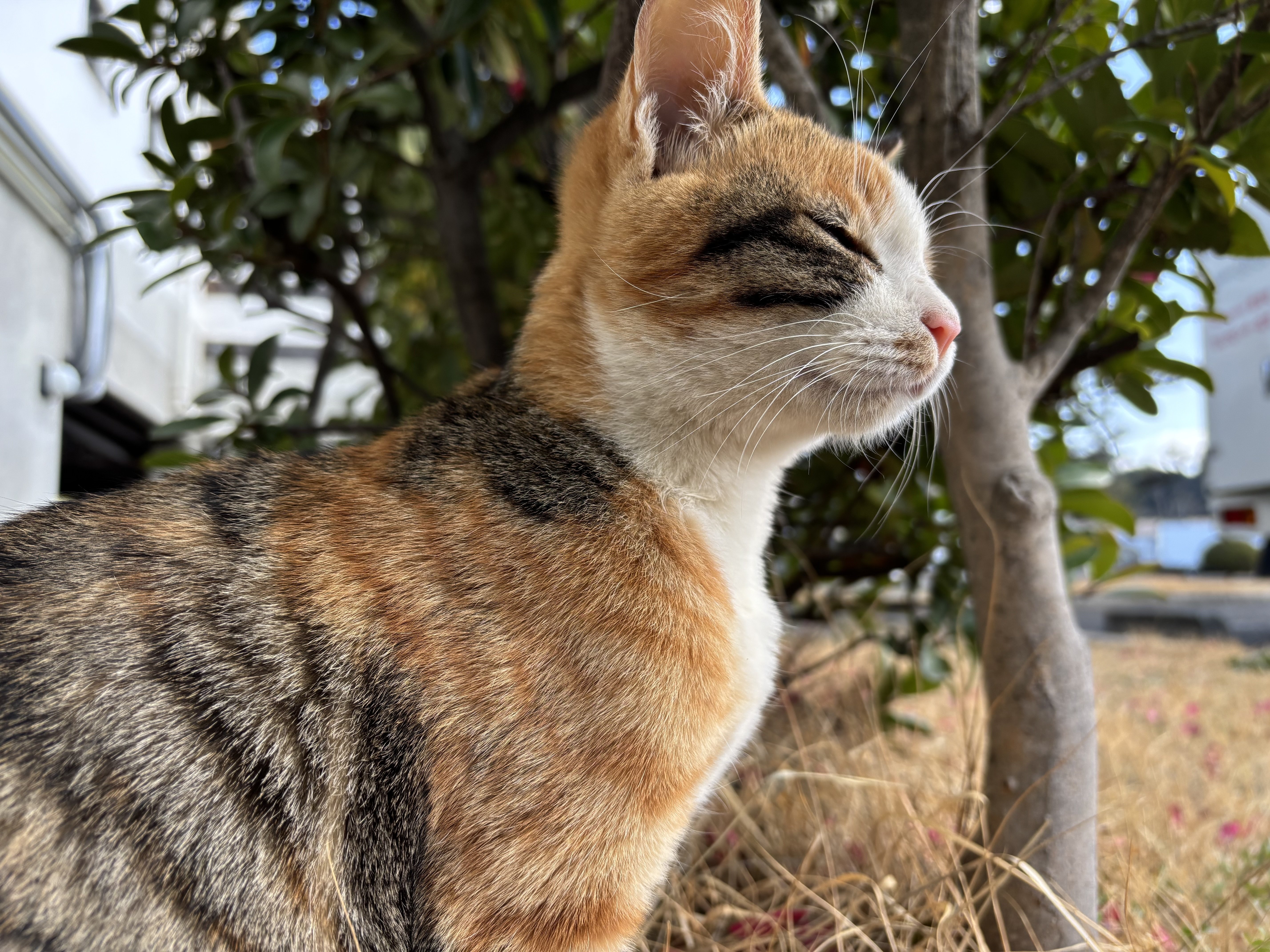三毛猫かな？｜鳥山稜斗@Xで活動中