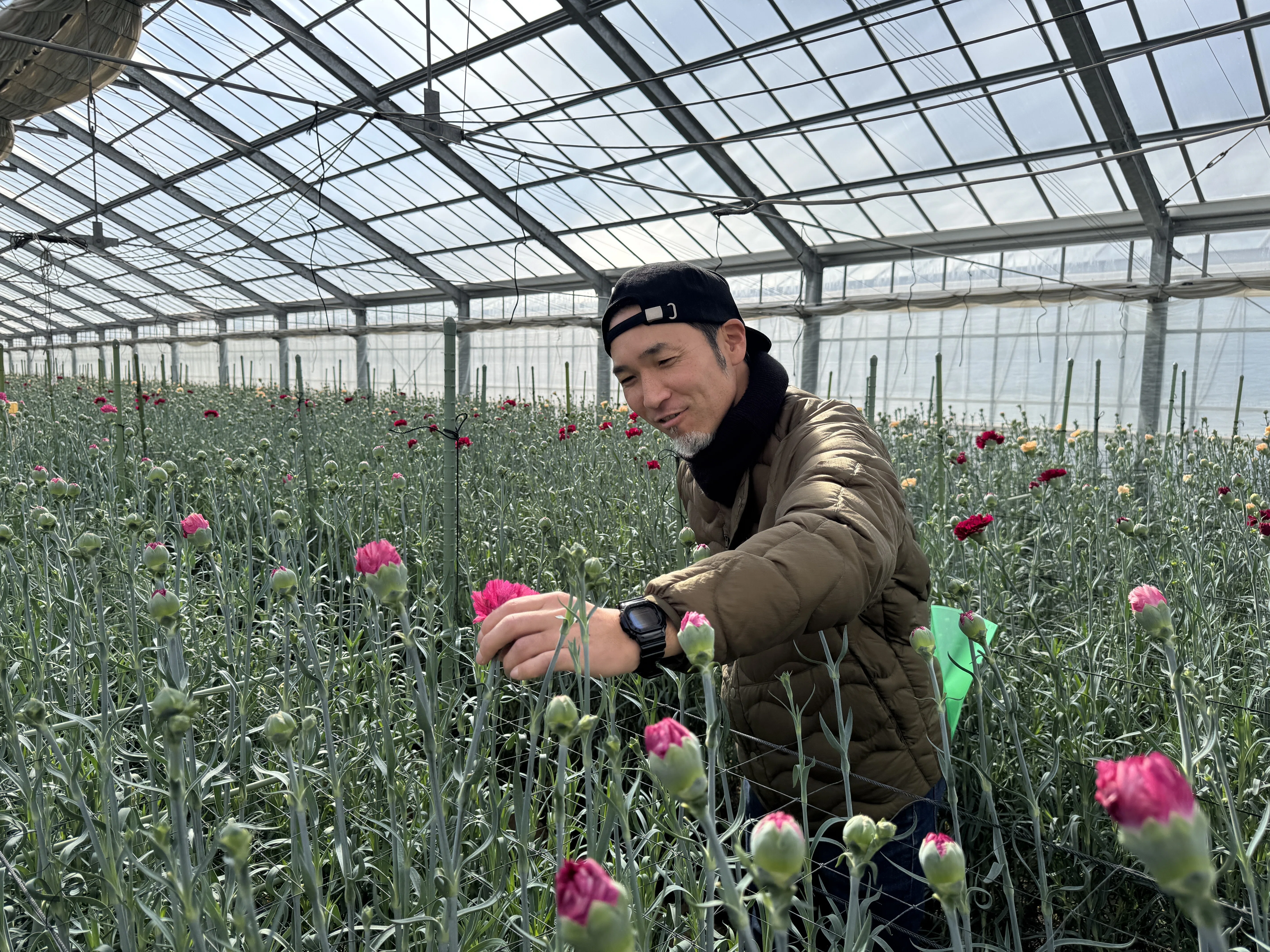 切り花産地訪問記～愛知県『山崎園芸』カーネション農家・山崎竜典さん
