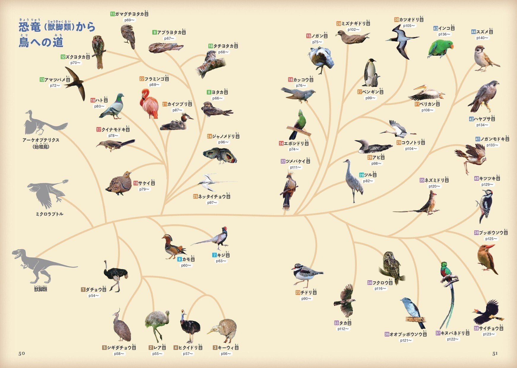 鳥たちの“なかま分け”を大解剖！『鳥のなかま＆分類・系統図鑑』が3月