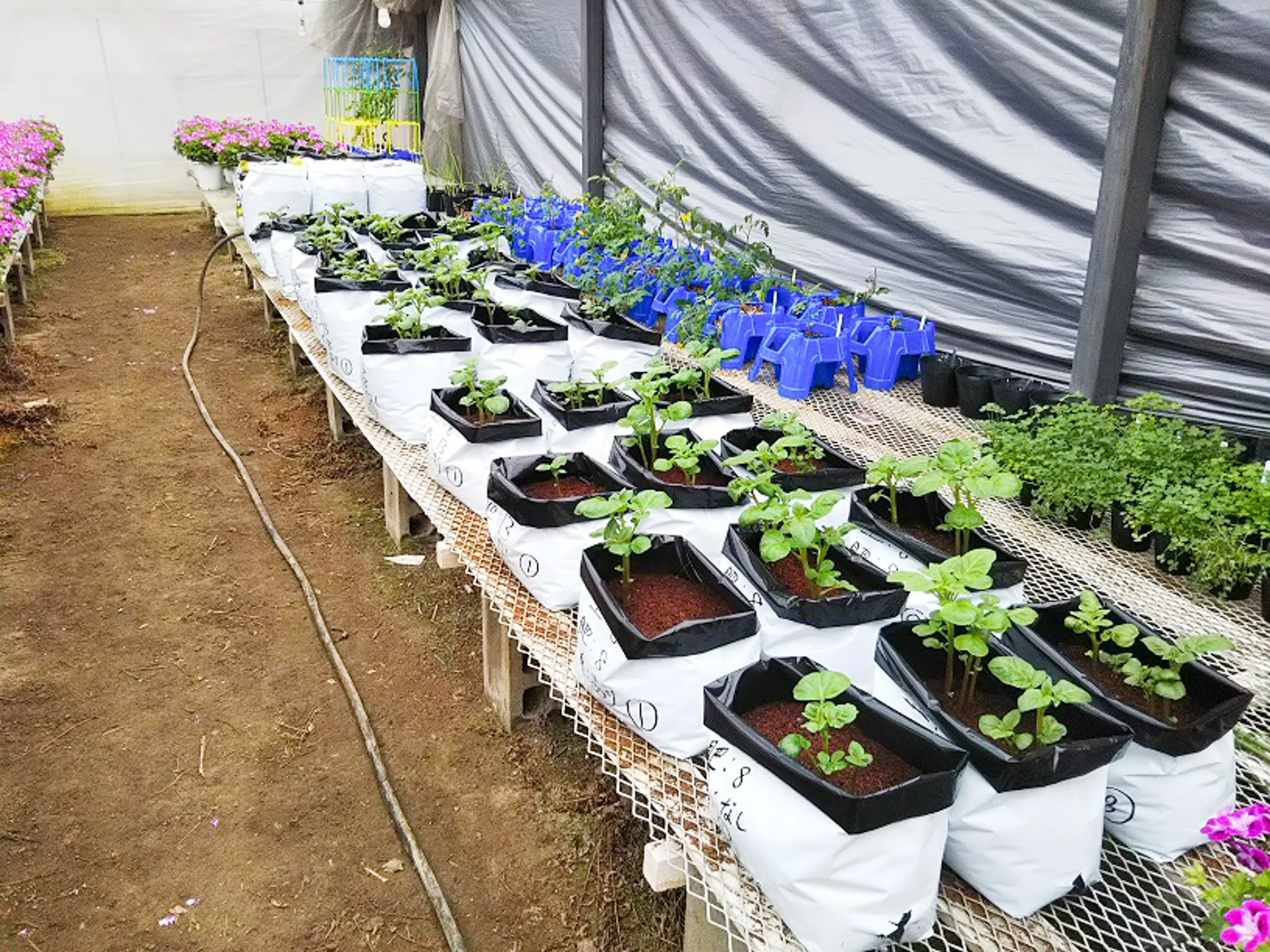 Growing Potatoes in a Big Potato Chip Bag!? The Story Behind the