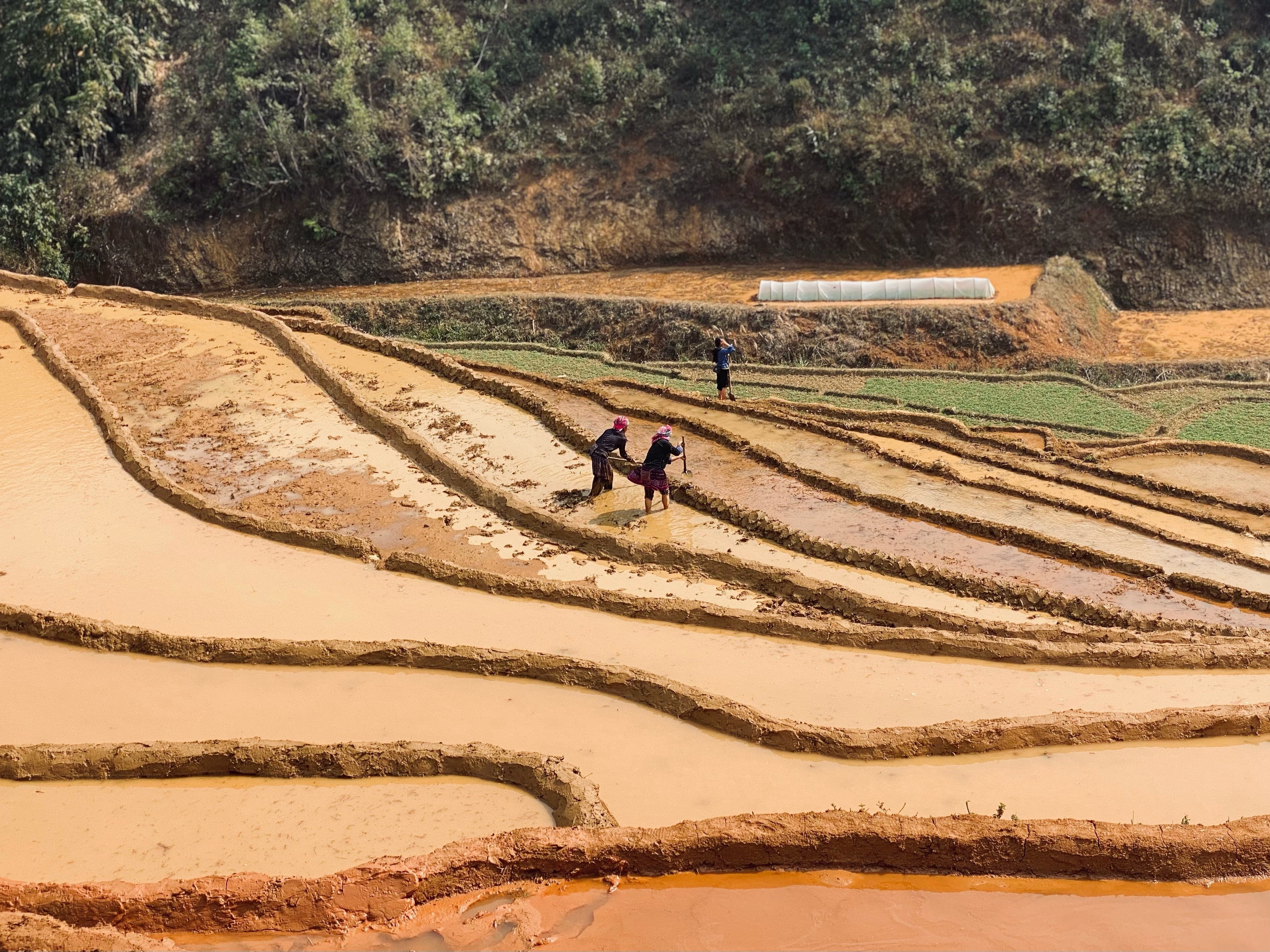3月限定！世界一美しいムーカンチャイの棚田「幻の水鏡」｜yuka