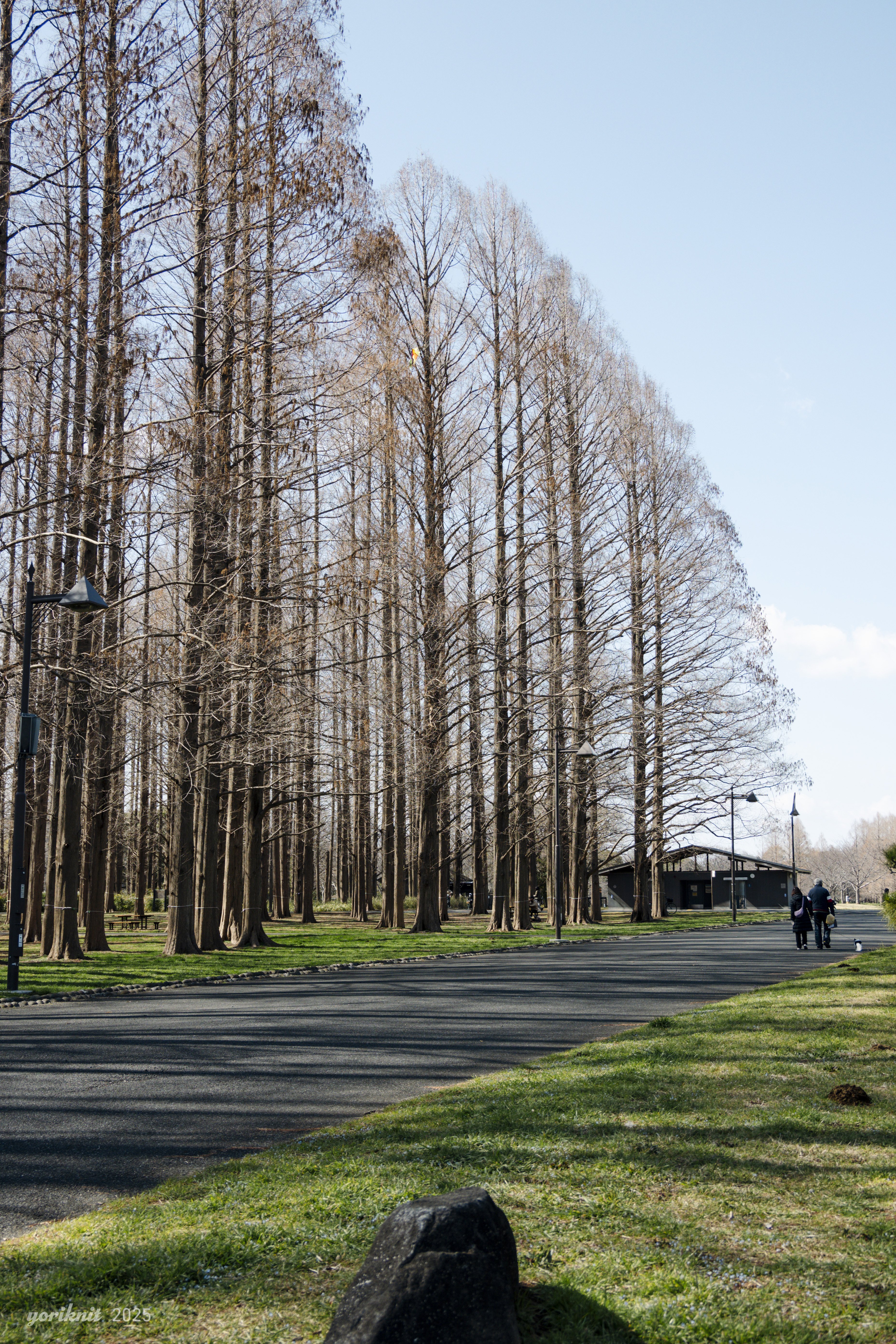 水元公園でいろいろスナップ。 ｜ Nikon Z50II｜yoriknit