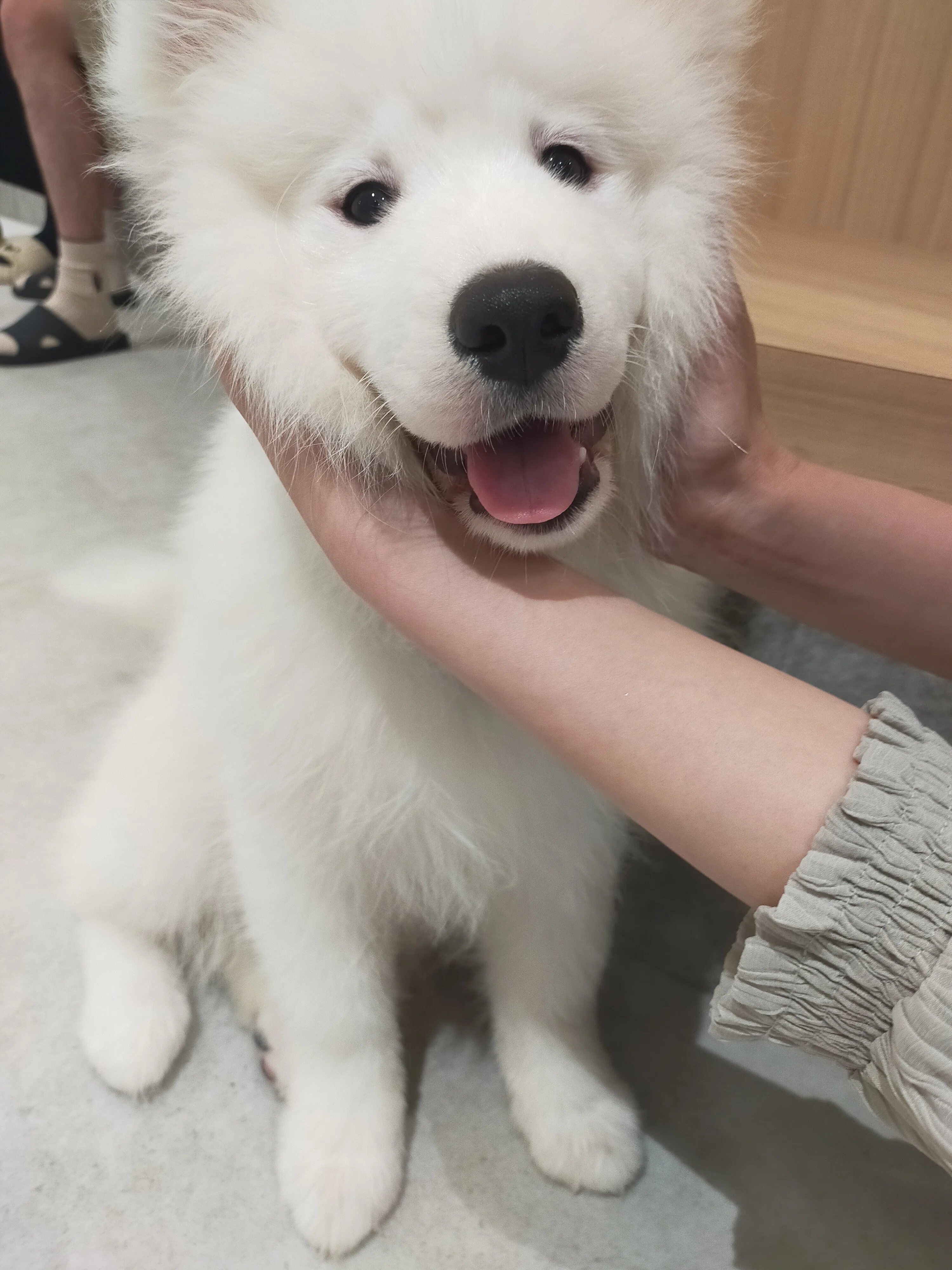 自己紹介】私について｜_oto_samoyed