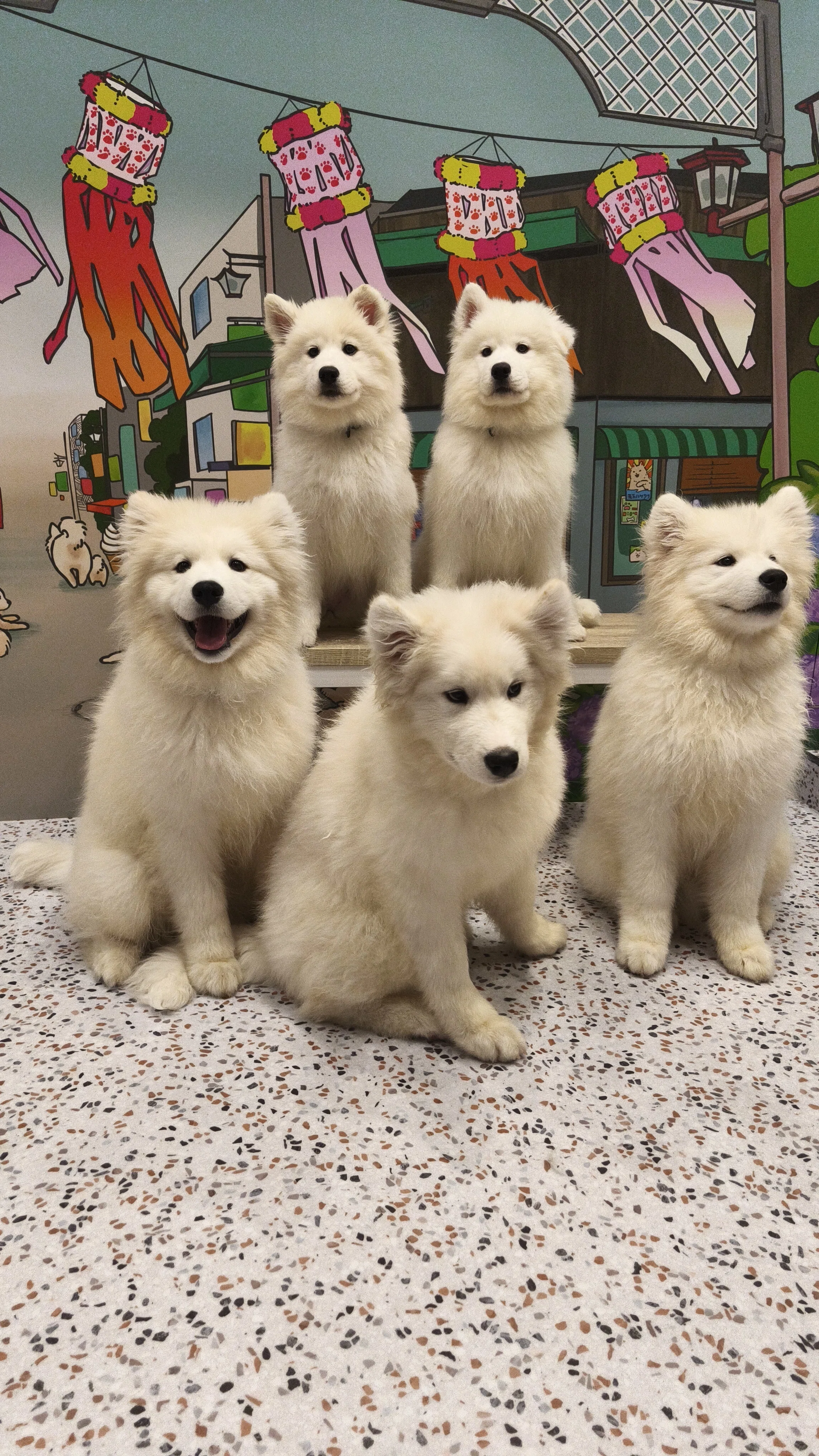 自己紹介】私について｜_oto_samoyed
